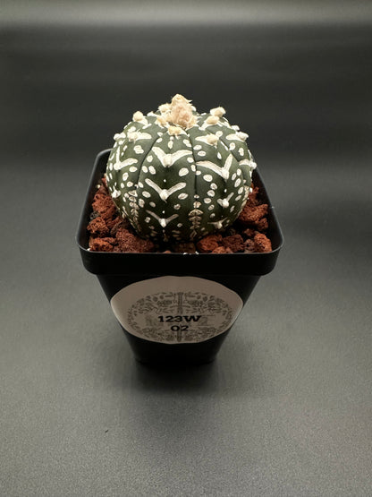 Astrophytum Asterias cv. 'V-Type' (123W02) cactus with white spots, in a 2.5-inch pot, from Next World Exotics' rare plant collection.