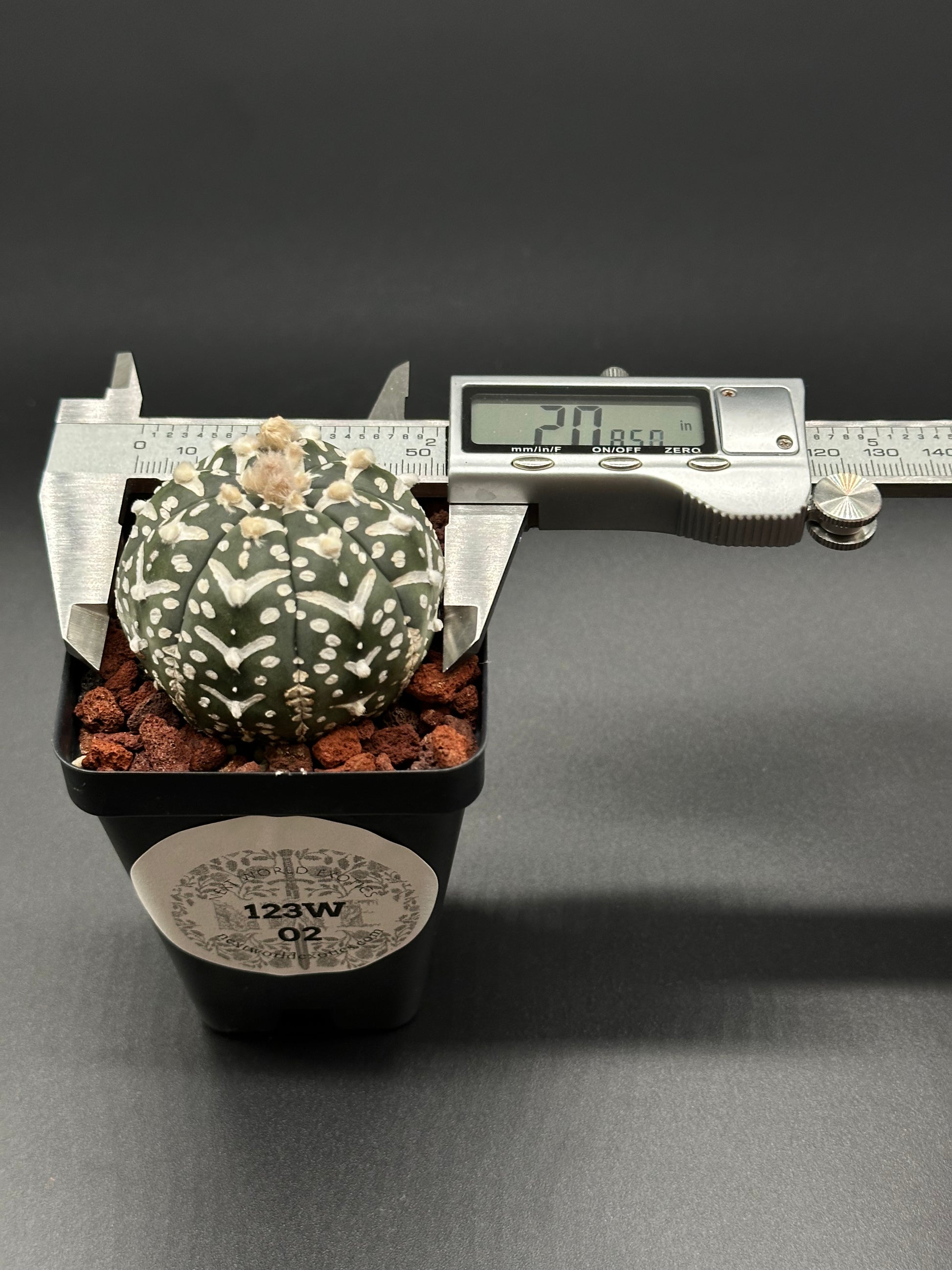 Astrophytum Asterias cv. 'V-Type' (123W02) in a 2.5-inch pot, displayed with a caliper for size reference, showcasing rare cactus features.