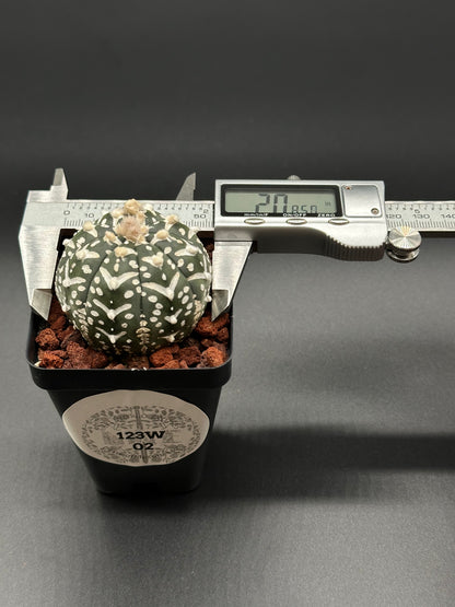 Astrophytum Asterias cv. 'V-Type' (123W02) in a 2.5-inch pot, displayed with a caliper for size reference, showcasing rare cactus features.