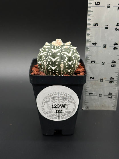 Astrophytum Asterias cv. 'V-Type' in a 2.5-inch pot, accompanied by a ruler for scale, showcasing its unique cactus structure.