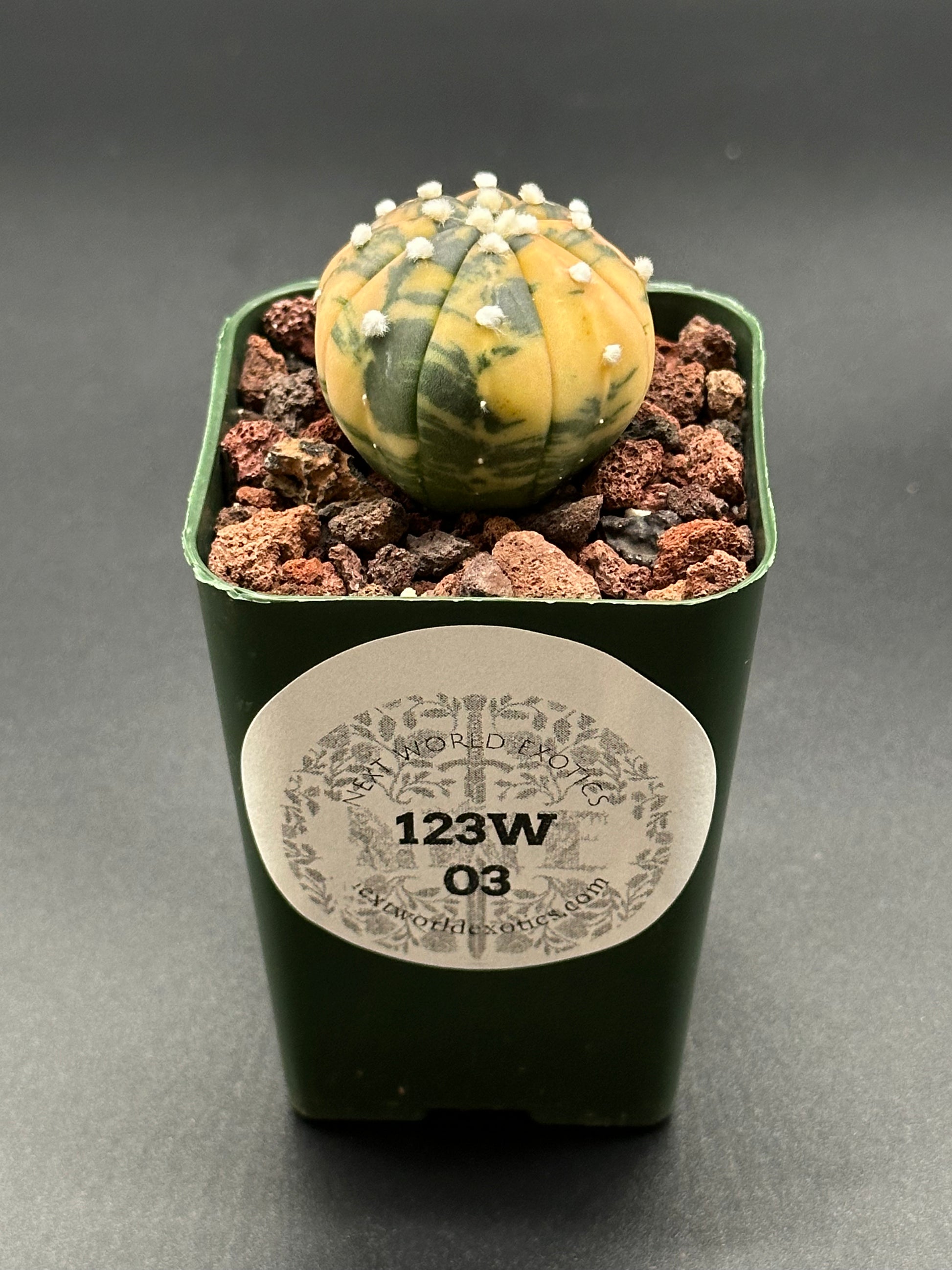 Astrophytum Asterias Variegated Orange (123W03) cactus with white spots in a 2.25-inch pot, featured in the Next World Exotics collection.