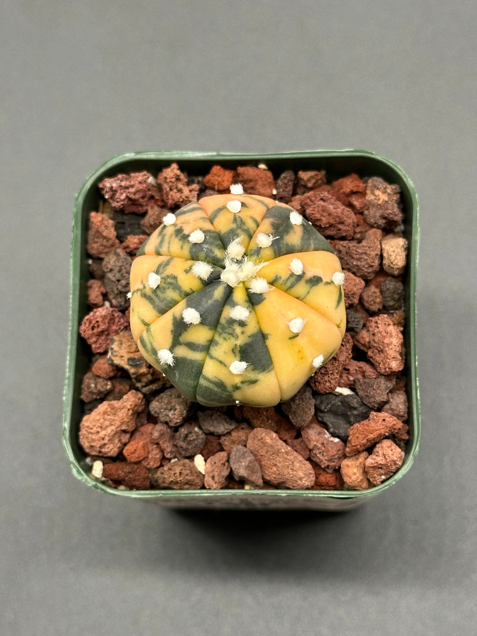 Astrophytum Asterias Variegated Orange (123W03)