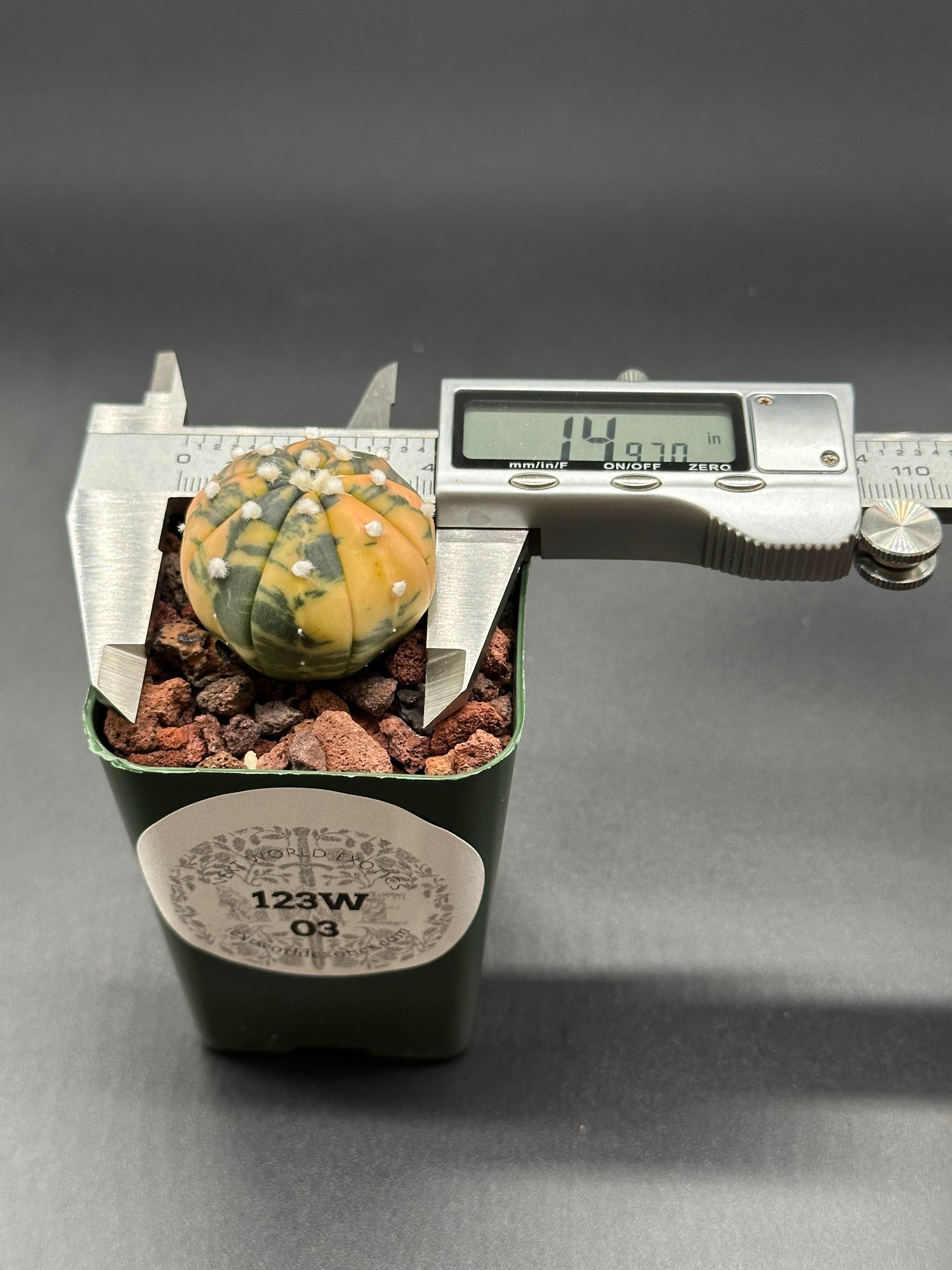 Astrophytum Asterias Variegated Orange (123W03) in a 2.25-inch pot, with a digital caliper measuring its size, highlighting its unique features.