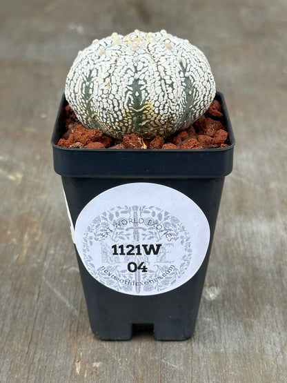 Astrophytum Asterias cv. 'Miracle' in a 4-inch pot, showcasing its unique star-shaped cactus form, available from Next World Exotics.