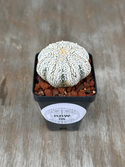 Astrophytum Asterias cv. 'Miracle' in a 4-inch pot, showcasing its distinctive cactus form, ideal for collectors of rare exotic houseplants.