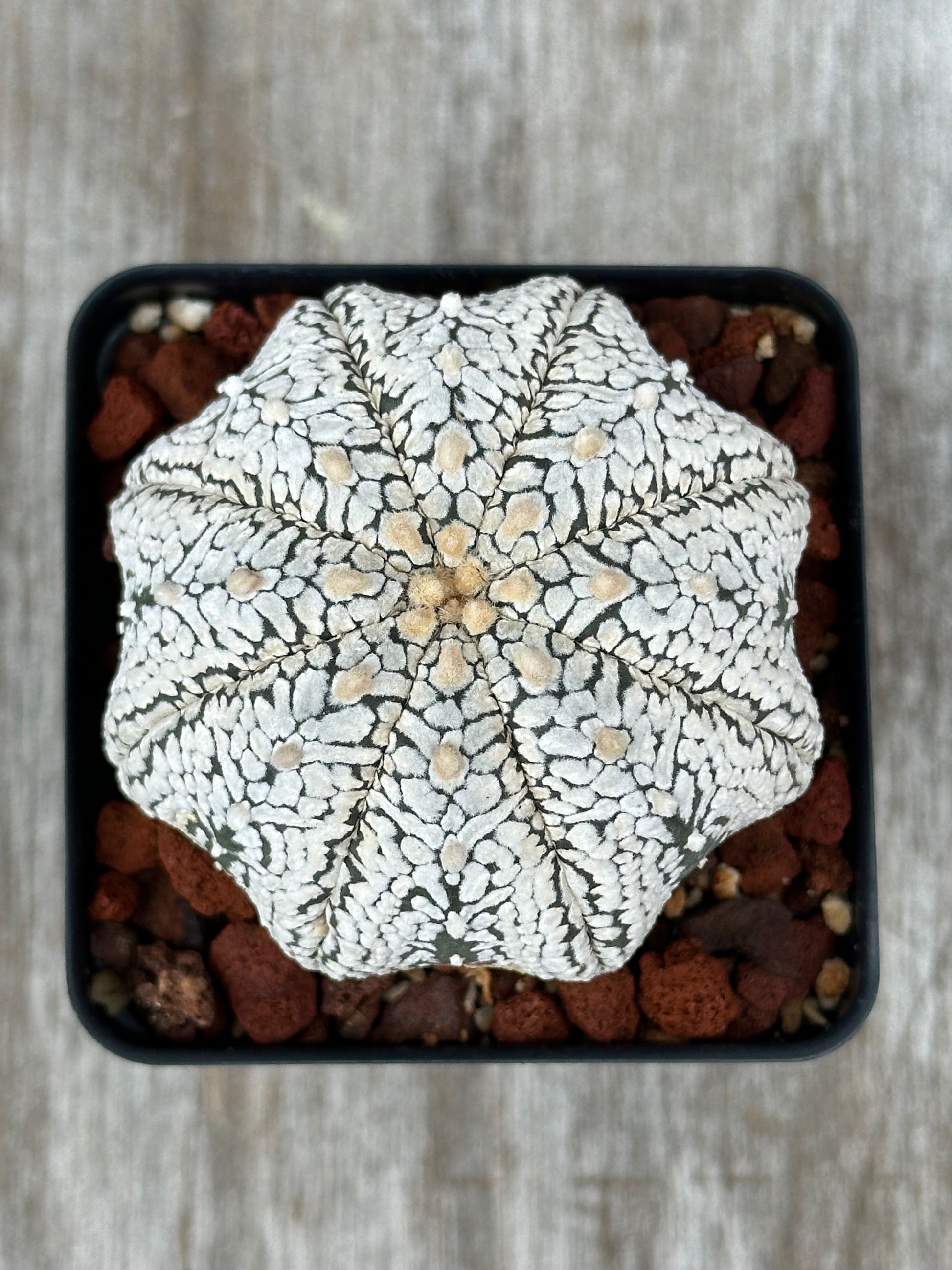 Astrophytum Asterias cv. 'Miracle' in a black square pot, showcasing its rare, star-shaped structure, ideal for exotic plant enthusiasts.