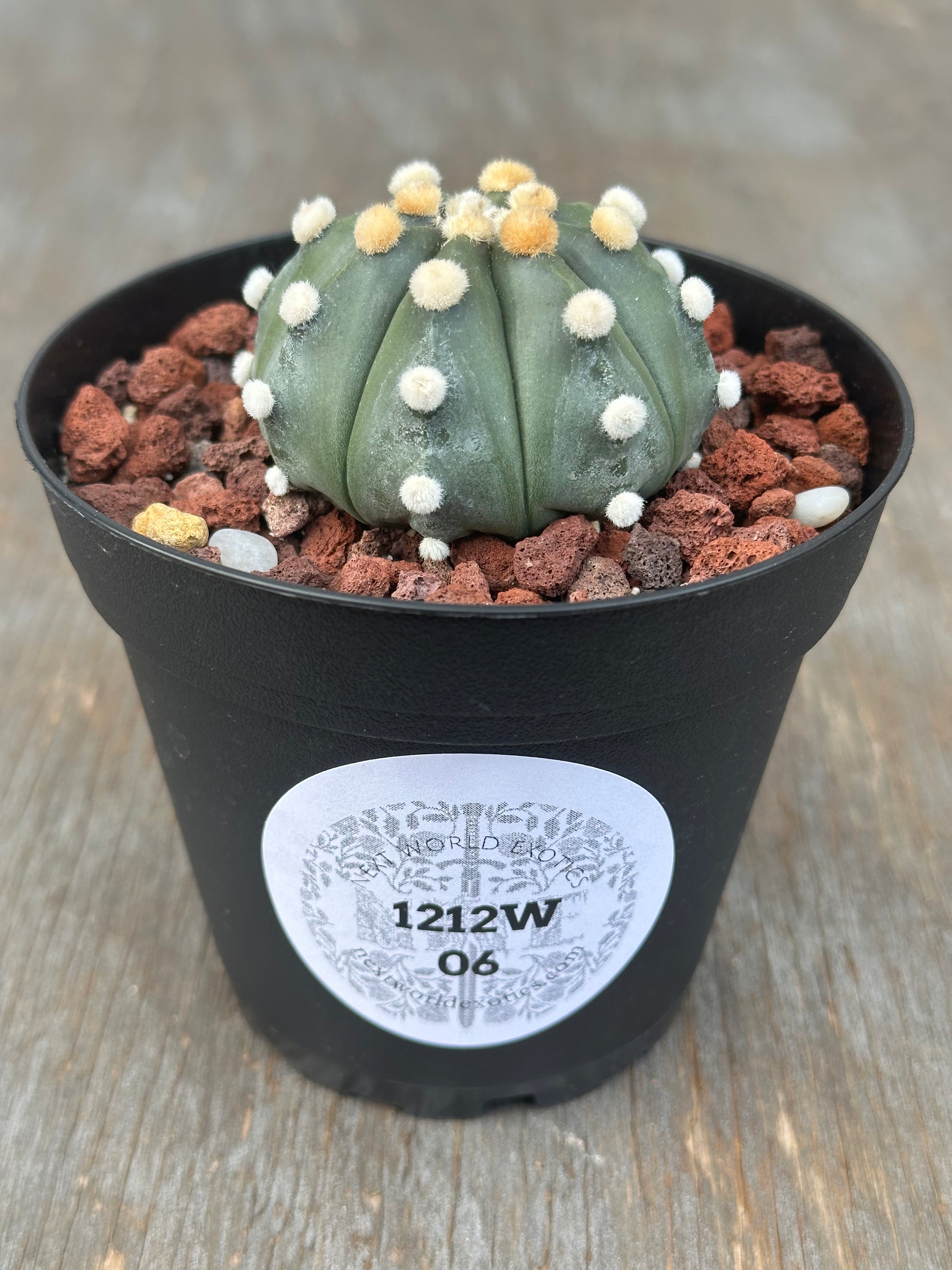 Astrophytum Asterias cv. 'Ooibo' cactus in a 4-inch pot with distinct white and yellow flowers, perfect for exotic plant collectors.