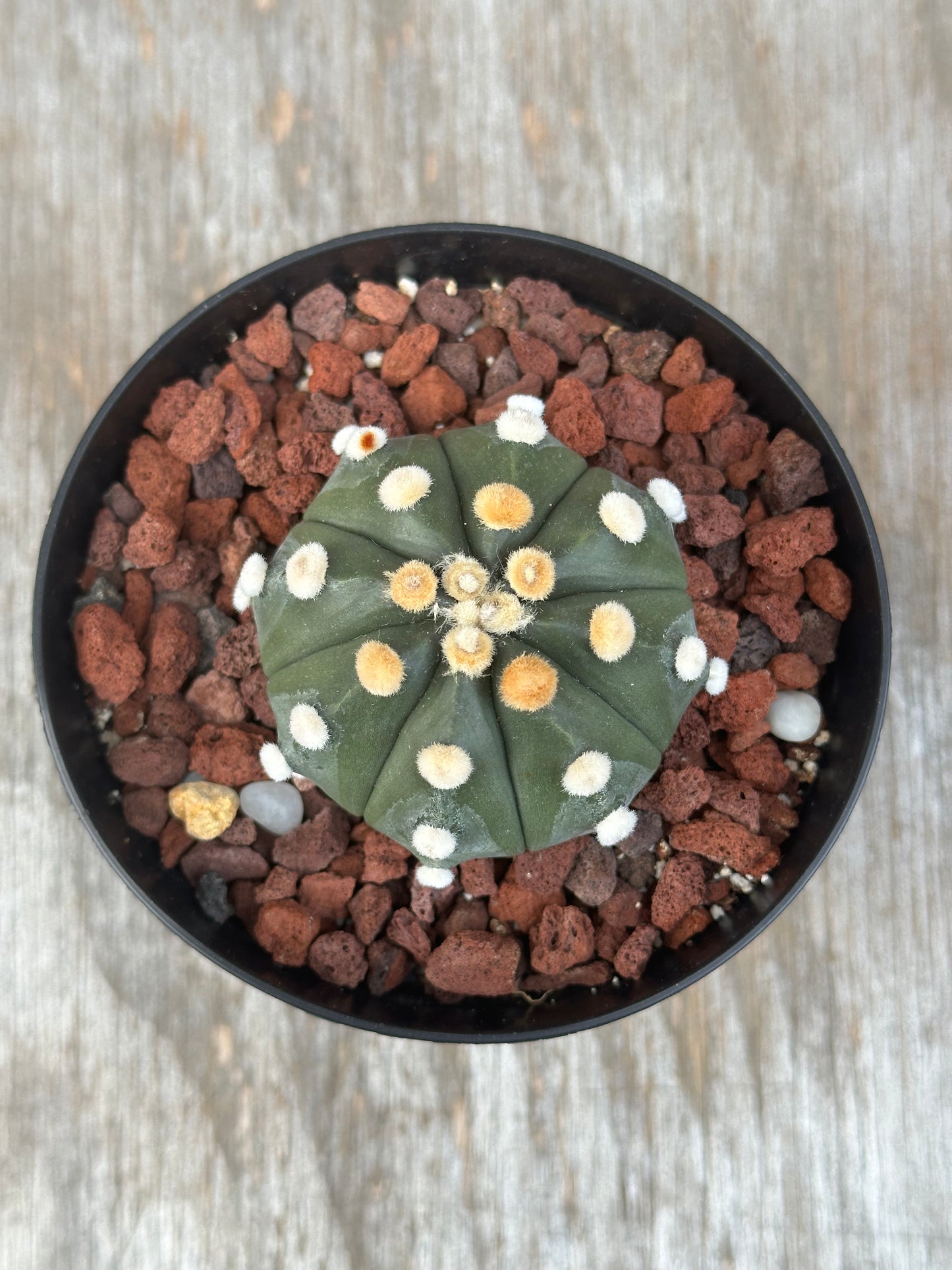 Astrophytum Asterias cv. 'Ooibo' in a 4-inch pot, featuring distinctive white and yellow spots, perfect for exotic houseplant collections.