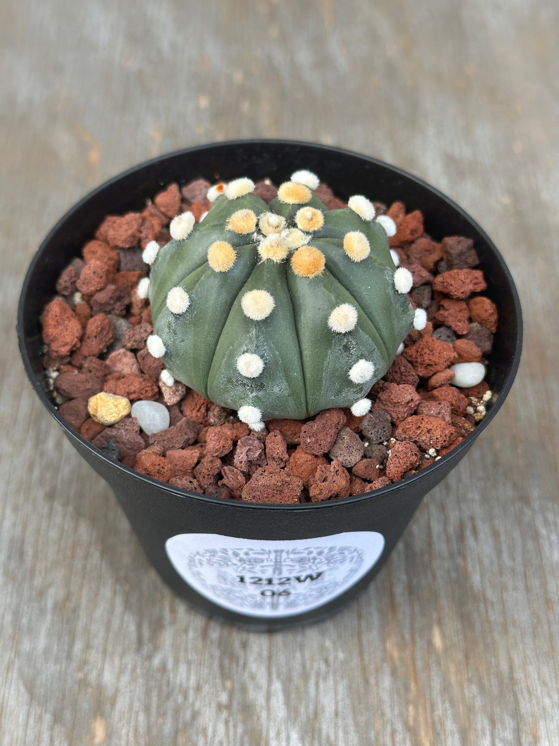 Astrophytum Asterias cv. 'Ooibo' cactus in a 4-inch pot, featuring distinctive white and yellow spots, ideal for exotic houseplant collections.