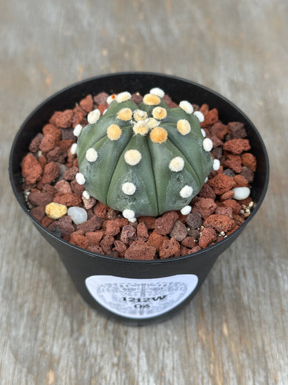 Astrophytum Asterias cv. 'Ooibo' cactus in a 4-inch pot, featuring distinctive white and yellow spots, ideal for exotic houseplant collections.