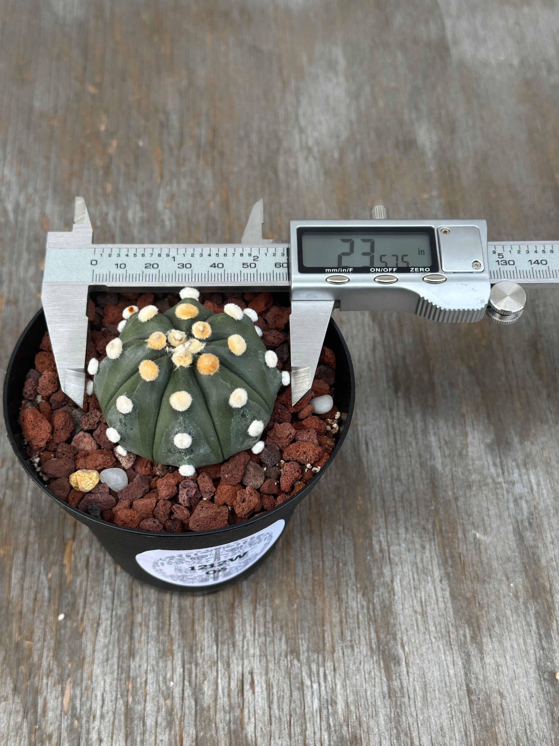 Astrophytum Asterias cv. 'Ooibo' cactus in a 4-inch pot, measured with a caliper, showcasing its unique white dot pattern.