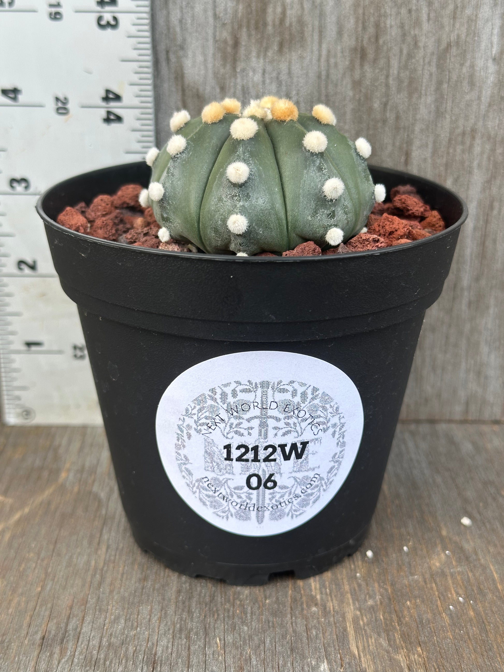 Astrophytum Asterias cv. 'Ooibo' cactus in a 4-inch pot with white and yellow ball-like features, displayed with a label.