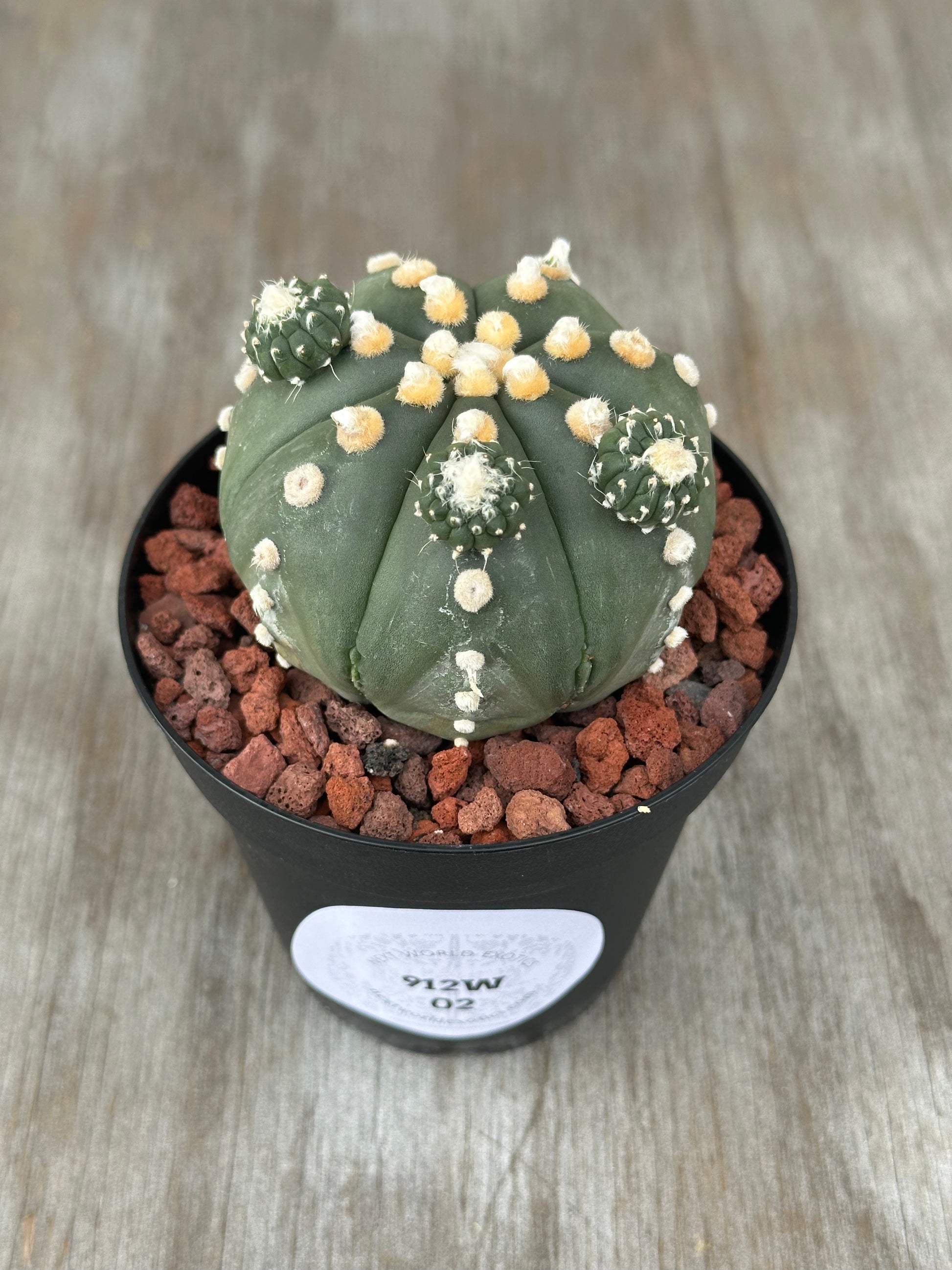 Astrophytum Asterias cv. 'Ooibo' in a pot, featuring distinct white and yellow spots, offered by Next World Exotics for rare plant enthusiasts.