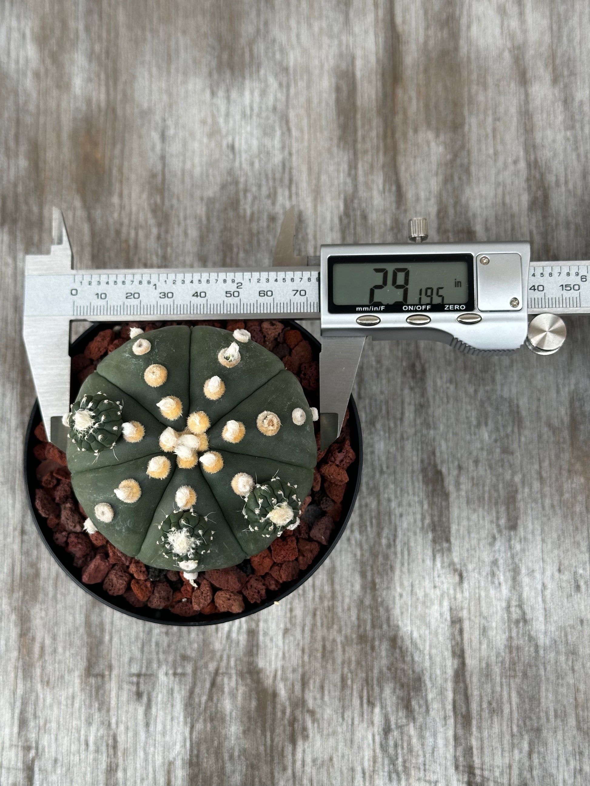 Astrophytum Asterias cv. 'Ooibo' (912W02) cactus with digital caliper measuring its diameter.