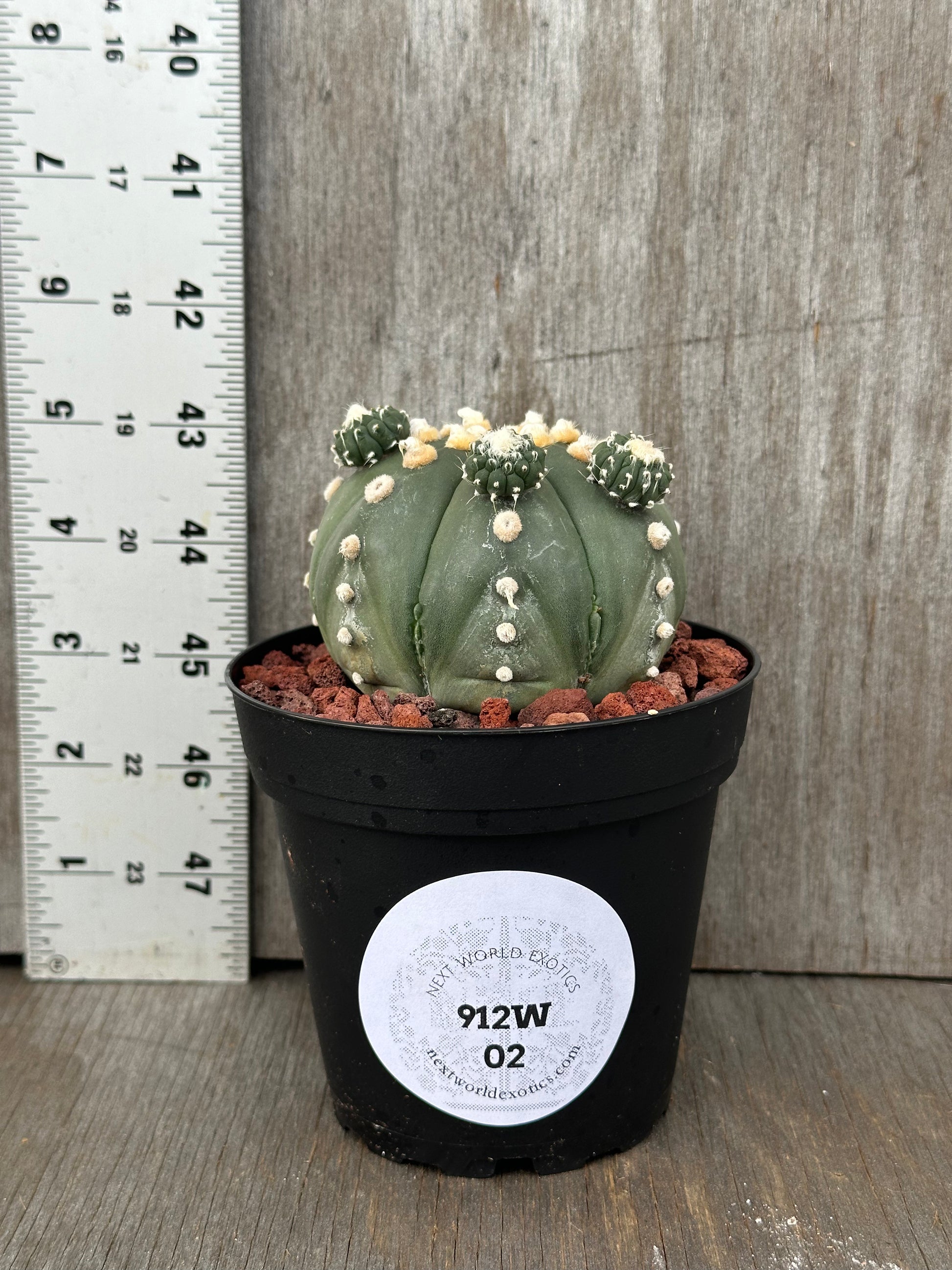 Astrophytum Asterias cv. 'Ooibo' (912W02), a cactus in a pot, shown next to a ruler for size reference.