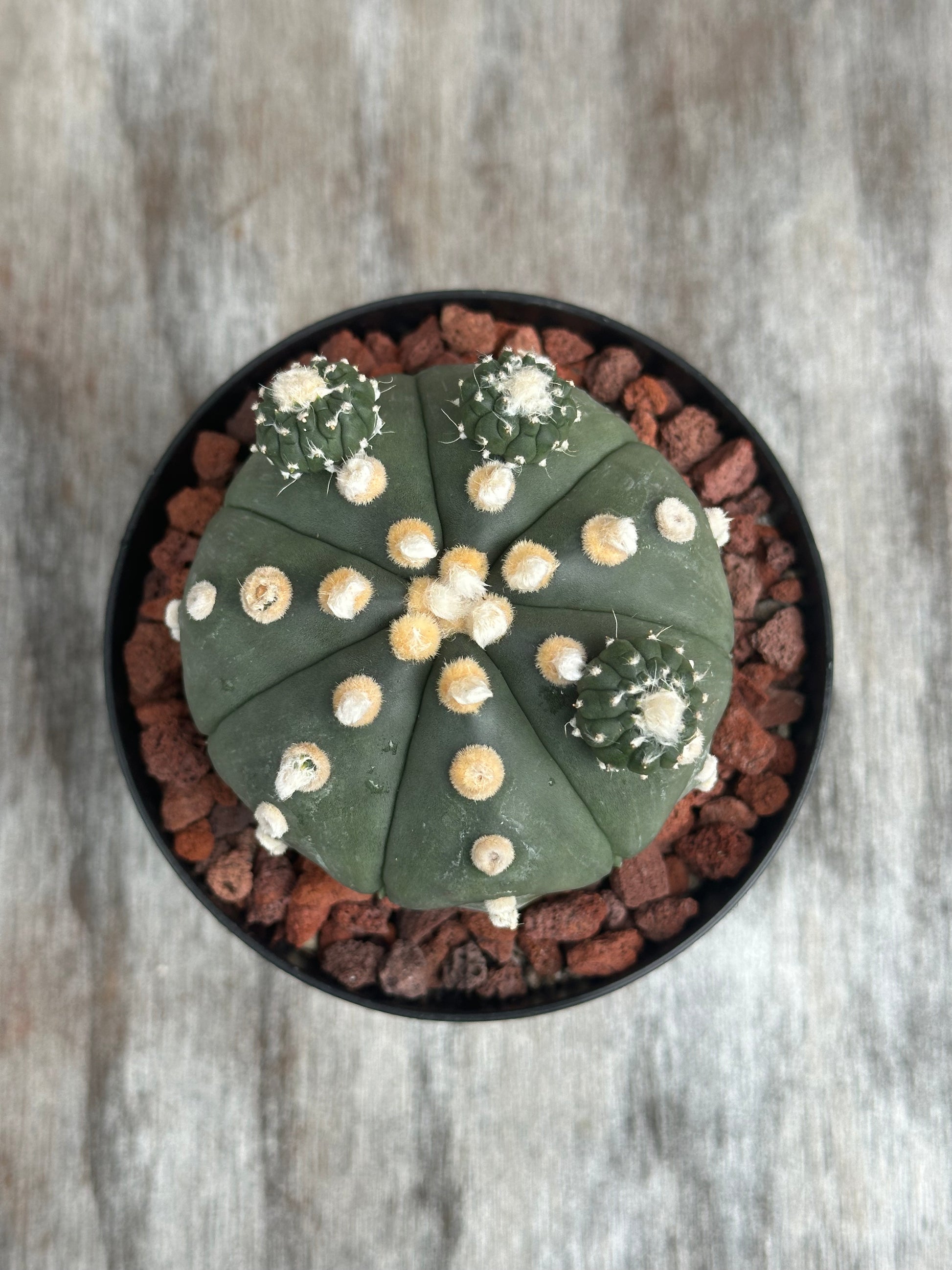 Astrophytum Asterias cv. 'Ooibo' in a 4-inch pot, a rare cactus featured in Next World Exotics' collection of exotic houseplants.