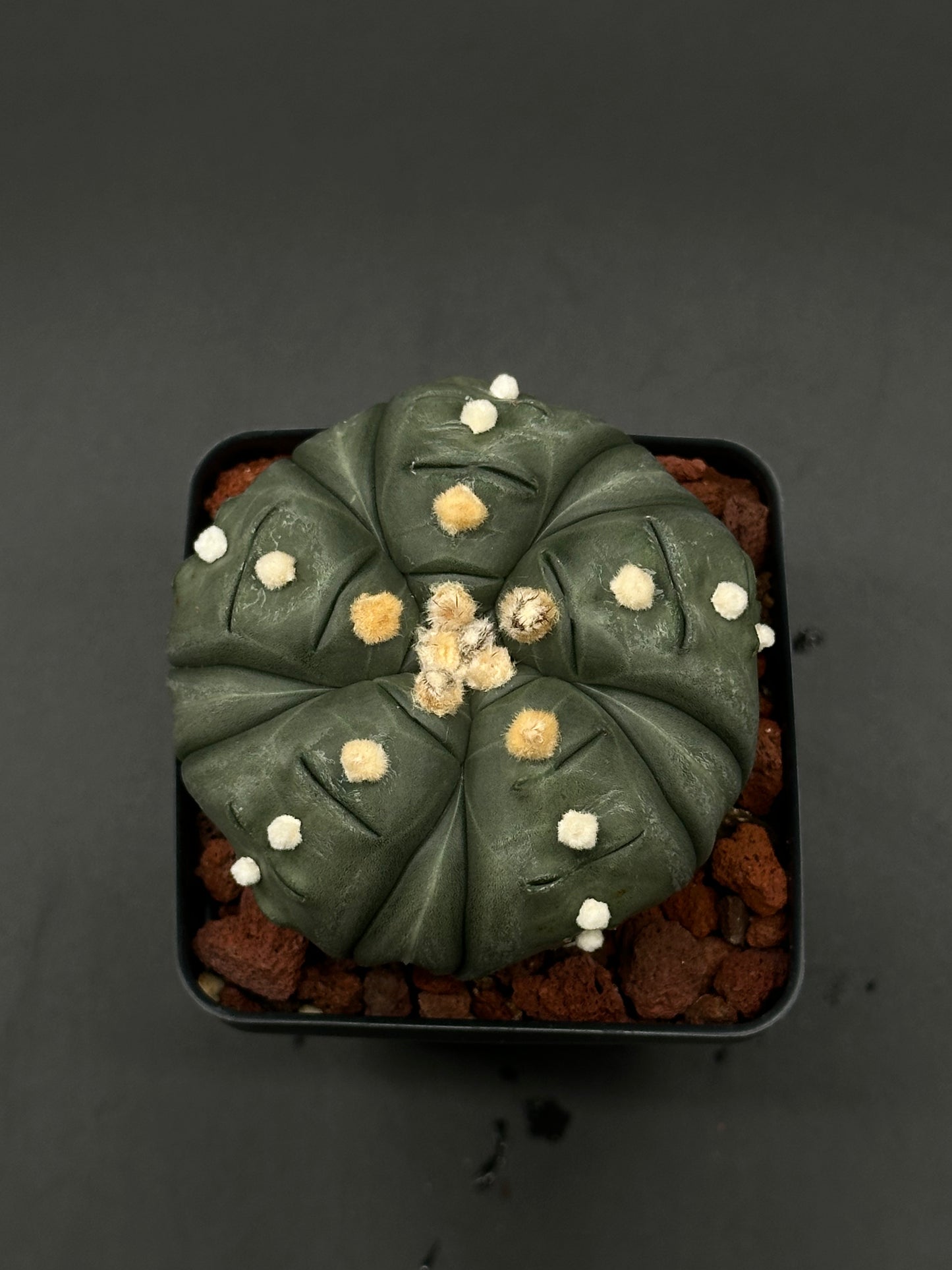 Astrophytum Asterias cv. 'Ooibo' Fukuryu in a 4-inch pot, showcasing its unique, rare form, ideal for collectors and exotic plant enthusiasts.