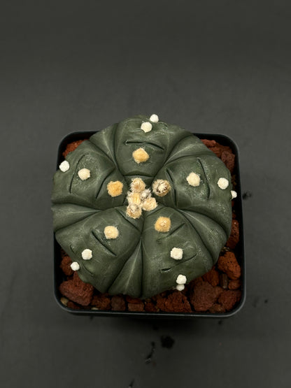 Astrophytum Asterias cv. 'Ooibo' Fukuryu in a 4-inch pot, showcasing its unique, rare form, ideal for collectors and exotic plant enthusiasts.