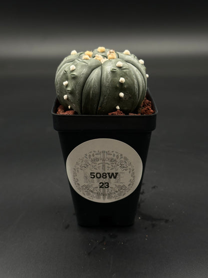 Astrophytum Asterias cv. 'Ooibo' Fukuryu (508W23) in a 4-inch pot, showcasing its distinctive form, part of Next World Exotics' rare plant collection.