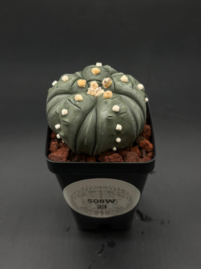 Astrophytum Asterias cv. 'Ooibo' Fukuryu in a 4-inch pot, showcasing its unique star-like structure, ideal for collectors or plant enthusiasts from Next World Exotics.
