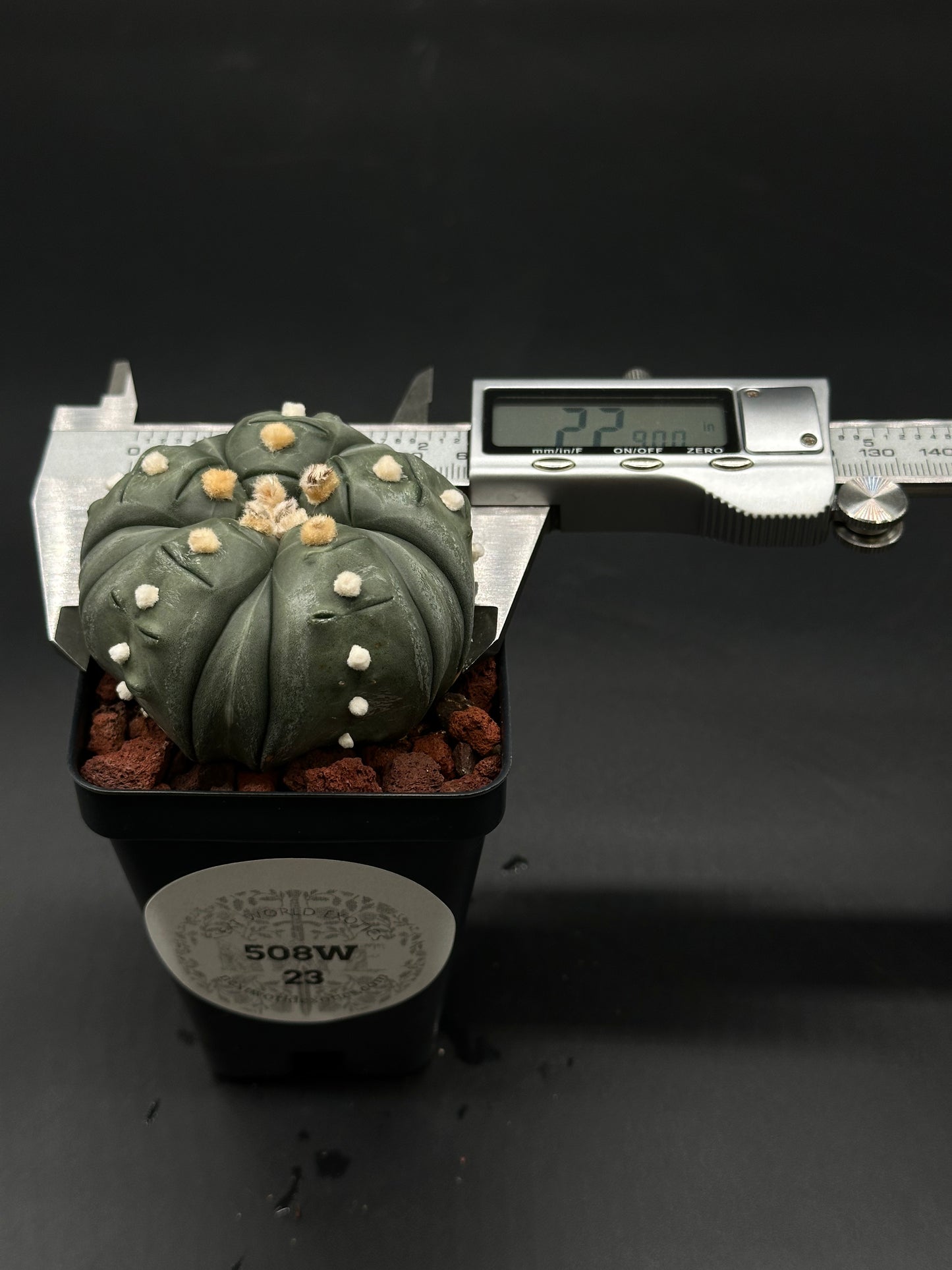 Astrophytum Asterias cv. 'Ooibo' Fukuryu in a 4-inch pot, showcasing unique growth patterns, perfect for collectors of rare cacti from Next World Exotics.