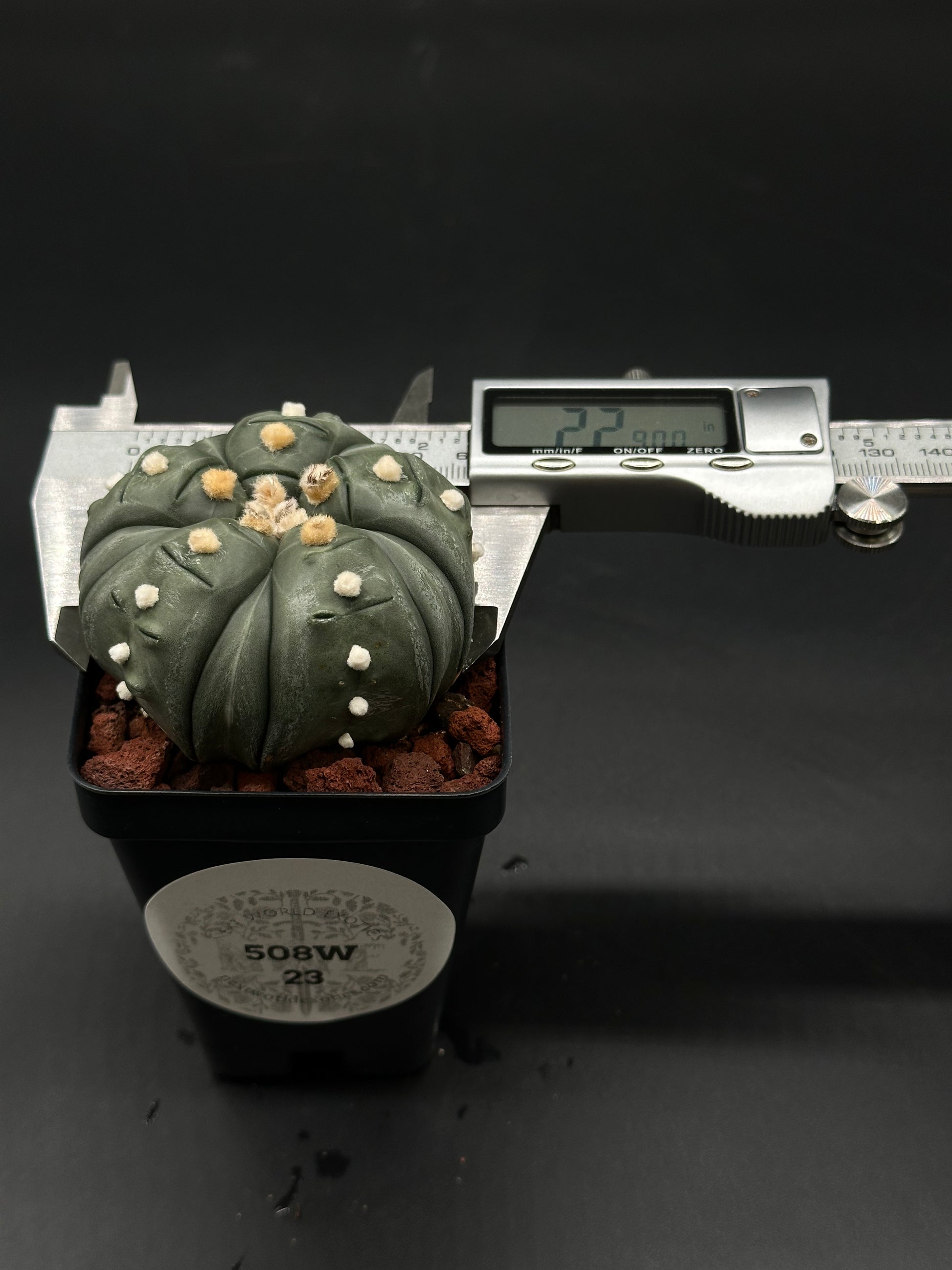 Astrophytum Asterias cv. 'Ooibo' Fukuryu in a 4-inch pot, showcasing unique growth patterns, perfect for collectors of rare cacti from Next World Exotics.