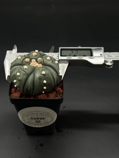 Astrophytum Asterias cv. 'Ooibo' Fukuryu in a 4-inch pot, showcasing unique growth patterns, perfect for collectors of rare cacti from Next World Exotics.