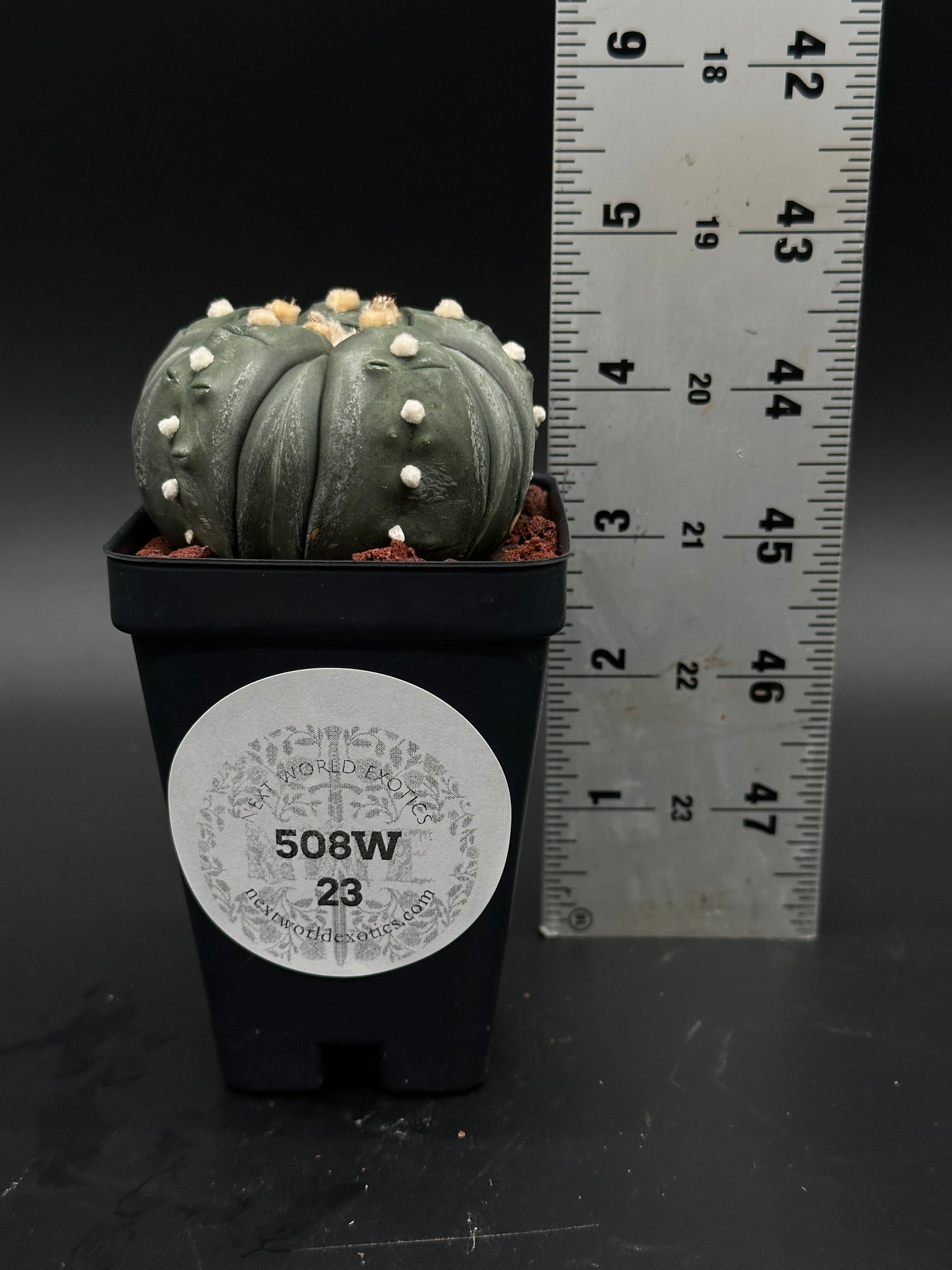 Astrophytum Asterias cv. 'Ooibo' Fukuryu in a 4-inch pot, showcasing its unique growth pattern, offered by Next World Exotics for rare plant enthusiasts.