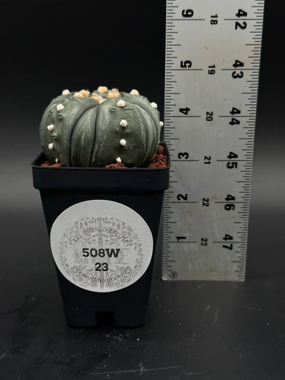 Astrophytum Asterias cv. 'Ooibo' Fukuryu in a 4-inch pot, showcasing its unique growth pattern, offered by Next World Exotics for rare plant enthusiasts.