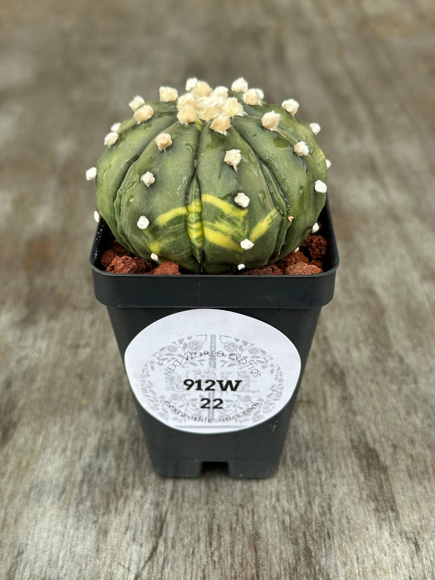 Astrophytum Asterias cv. 'Ooibo' Variegated cactus in a 4-inch pot, featuring a distinctive pattern and rare variety from Next World Exotics.