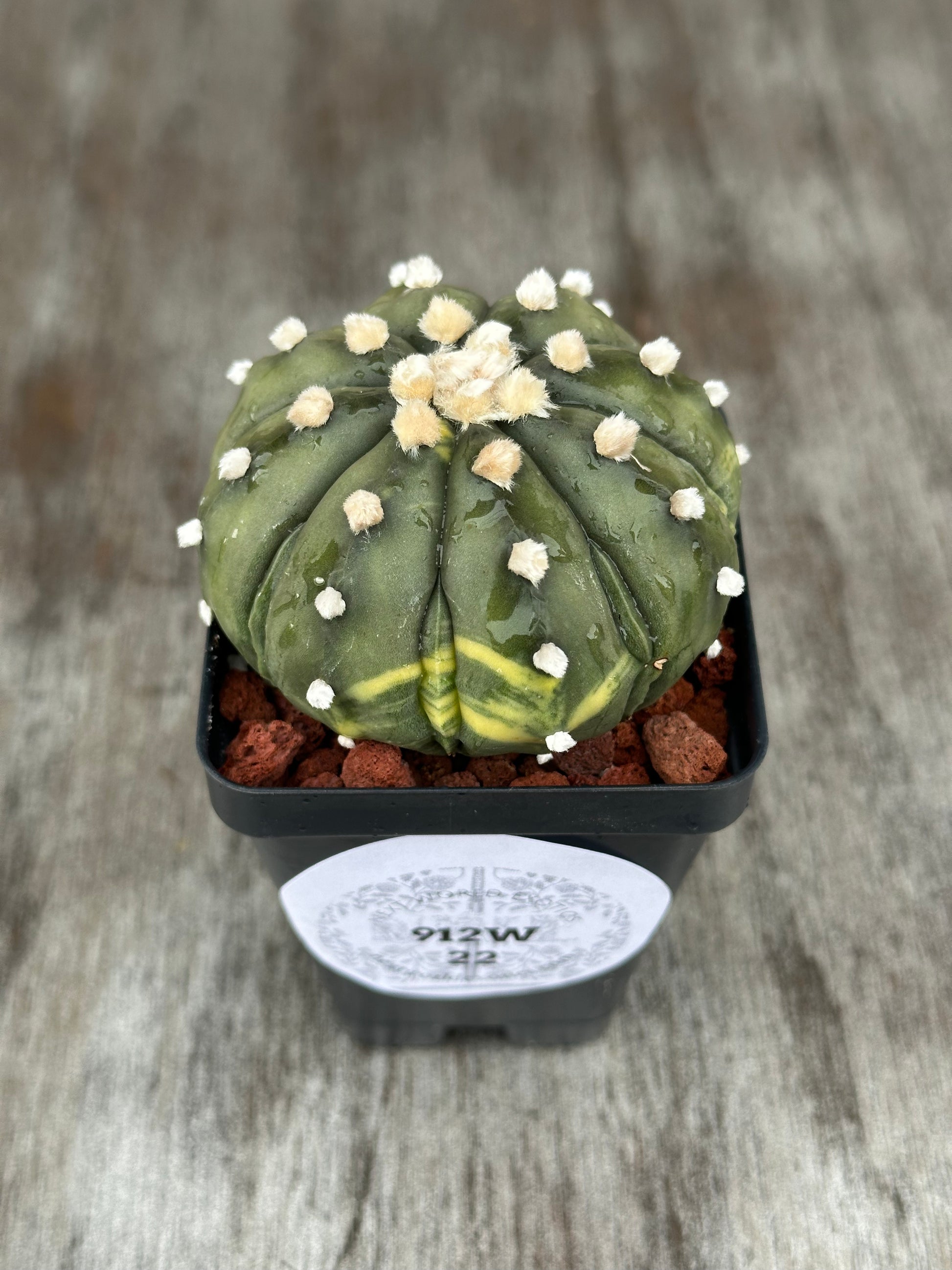 Astrophytum Asterias cv. 'Ooibo' variegated cactus in a 4-inch pot, featuring white spots and fluffy white tufts.