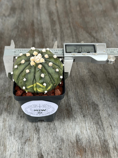 Small Astrophytum Asterias cv. 'Ooibo' cactus with white spots, growing in a 4-inch pot, measured with a digital caliper.