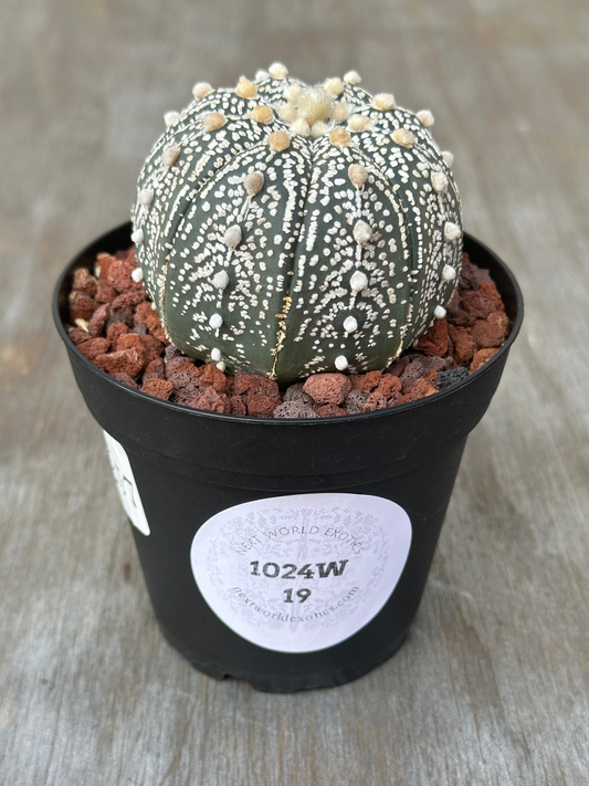 Astrophytum Asterias cv. 'Ooibo Kabuto' cactus with pups in 4-inch pot, featuring distinctive white spots and housed in a decorative flowerpot.