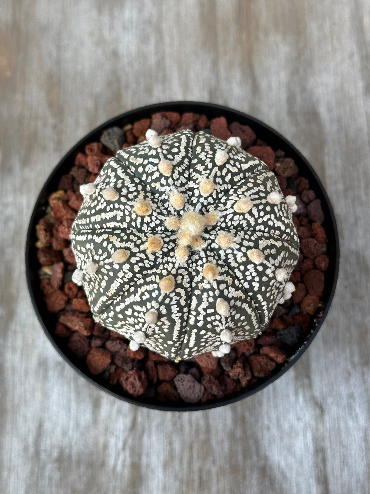 Astrophytum asterias cv. 'Ooibo Kabuto' cactus with pups in a 4-inch pot, showcasing its distinctive shape. Perfect for exotic plant enthusiasts.