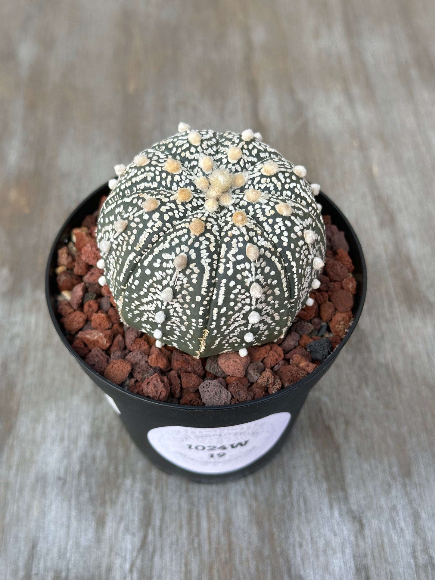 Astrophytum asterias cv. 'Ooibo Kabuto' with small pups in a 4-inch pot, showcasing its distinctive white spots.