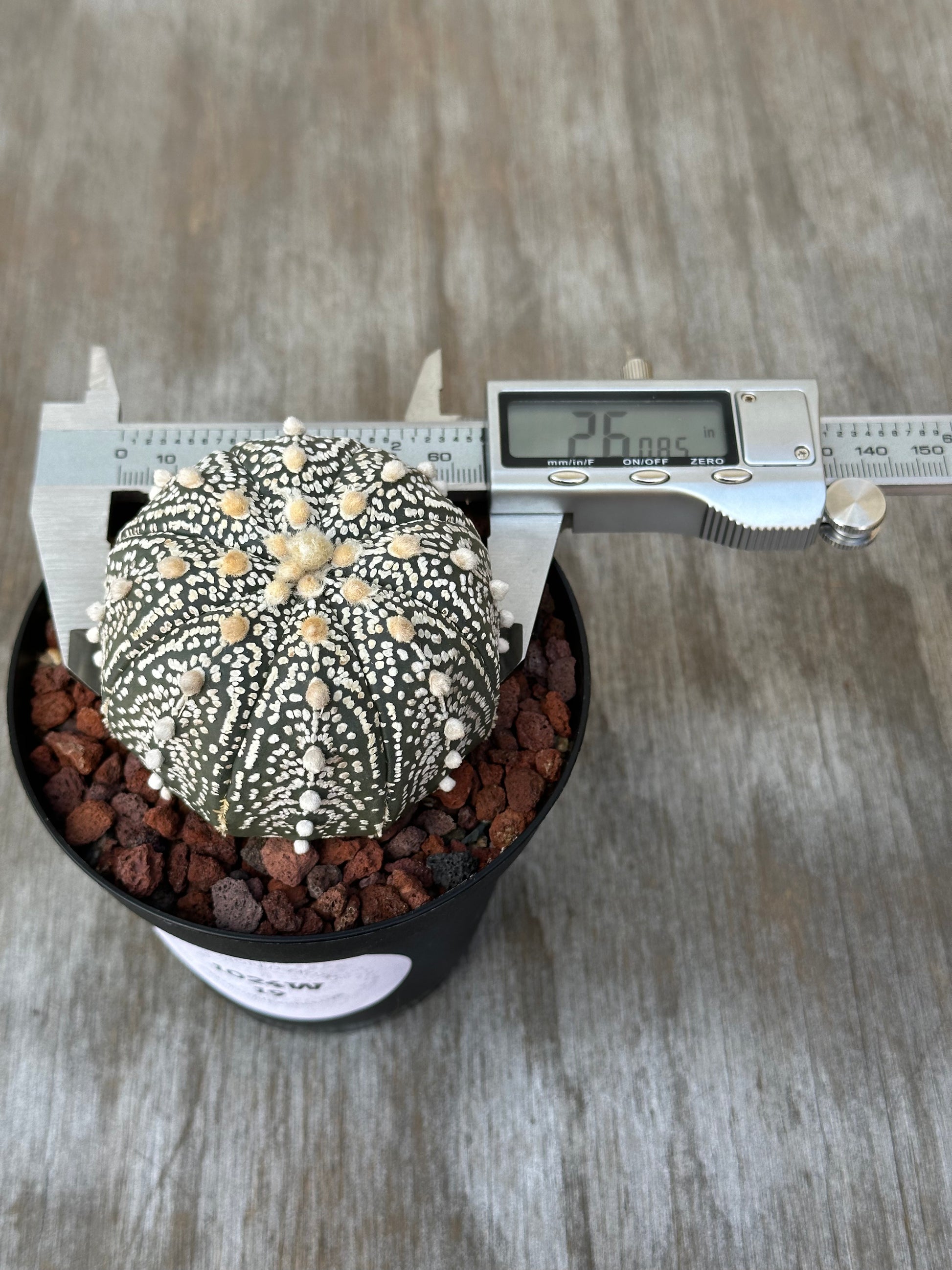 Astrophytum Asterias cv. 'Ooibo Kabuto' in a 4-inch pot, featuring white-spotted cactus with measuring device, ideal for exotic plant enthusiasts.