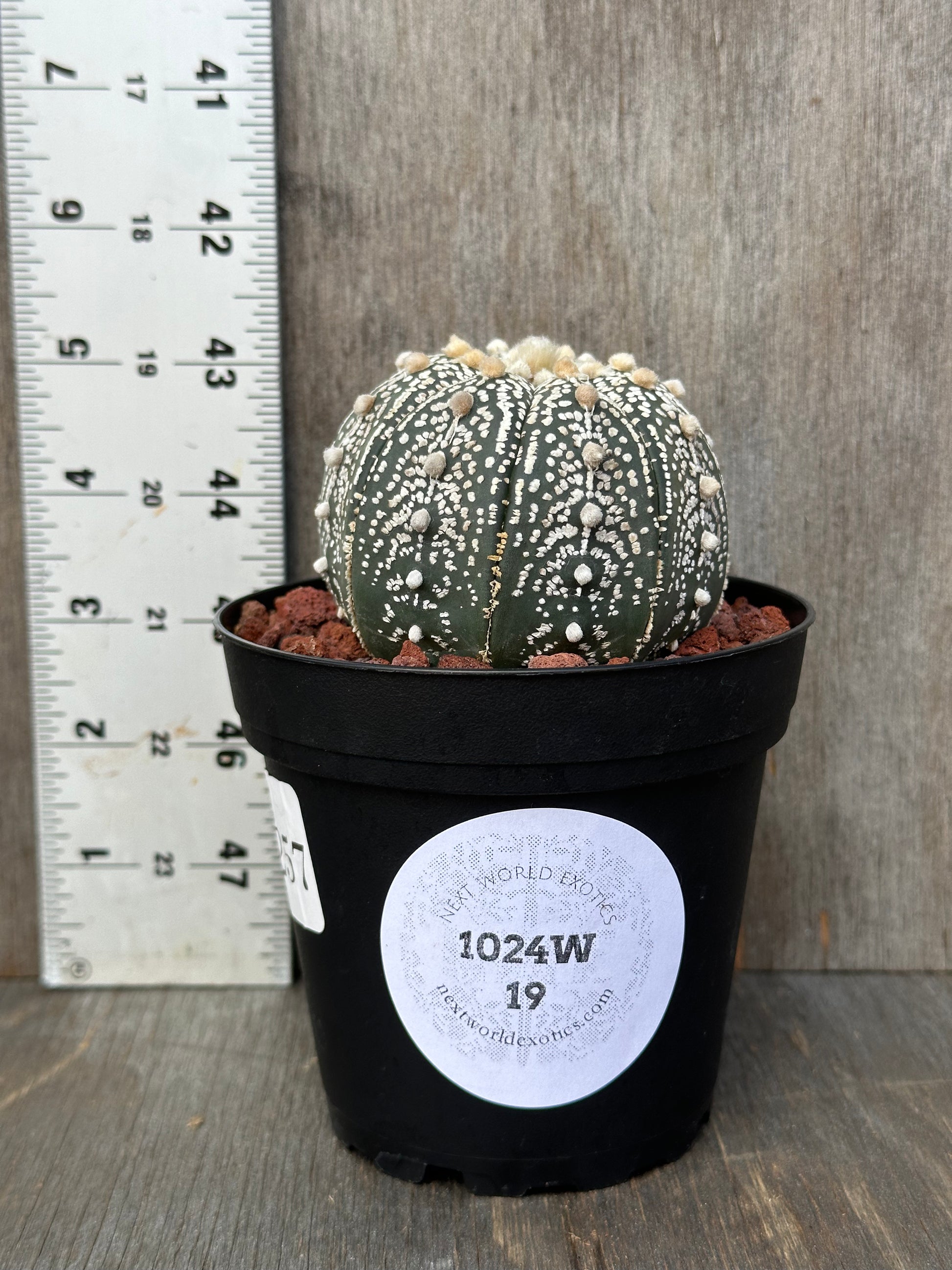 Astrophytum Asterias cv. 'Ooibo Kabuto' cactus with pups in a 4-inch pot, featured as a rare houseplant from Next World Exotics.