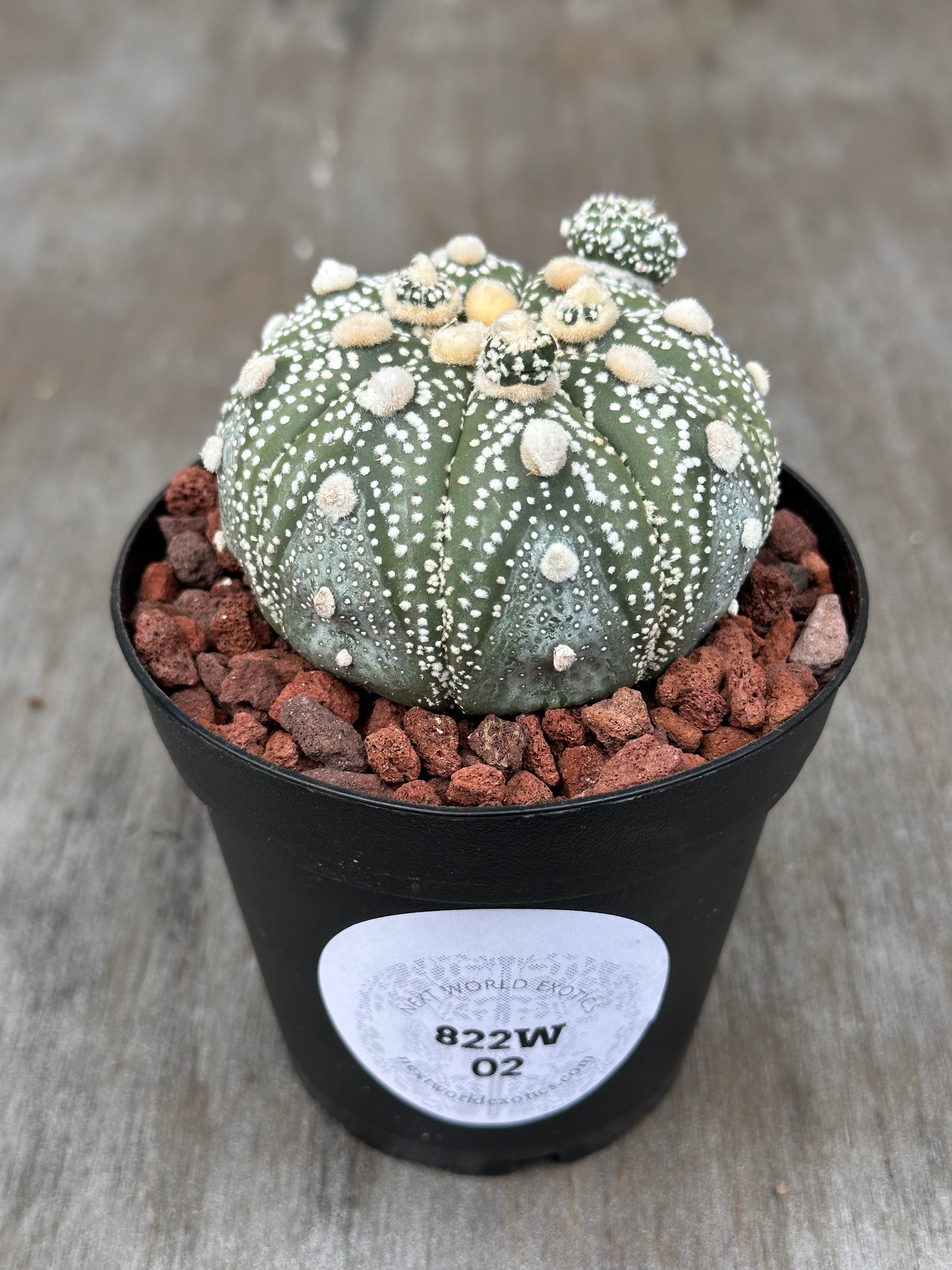 Astrophytum Asterias cv Ooibo Kabuto cactus with distinctive white spots, potted in a small container, showcasing its unique, spherical form and textured surface.