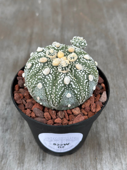 Astrophytum Asterias cv Ooibo Kabuto cactus in a pot, displaying white spots and thorns, perfect for exotic houseplant collectors.