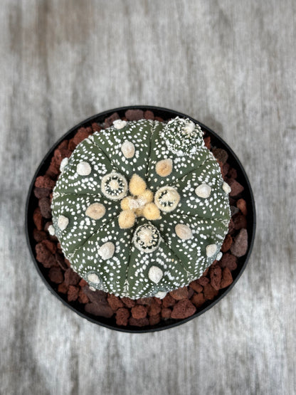 Astrophytum Asterias cv Ooibo Kabuto: a close-up of the rare cactus in a pot, showcasing its unique fuzzy, white spots and spherical shape.