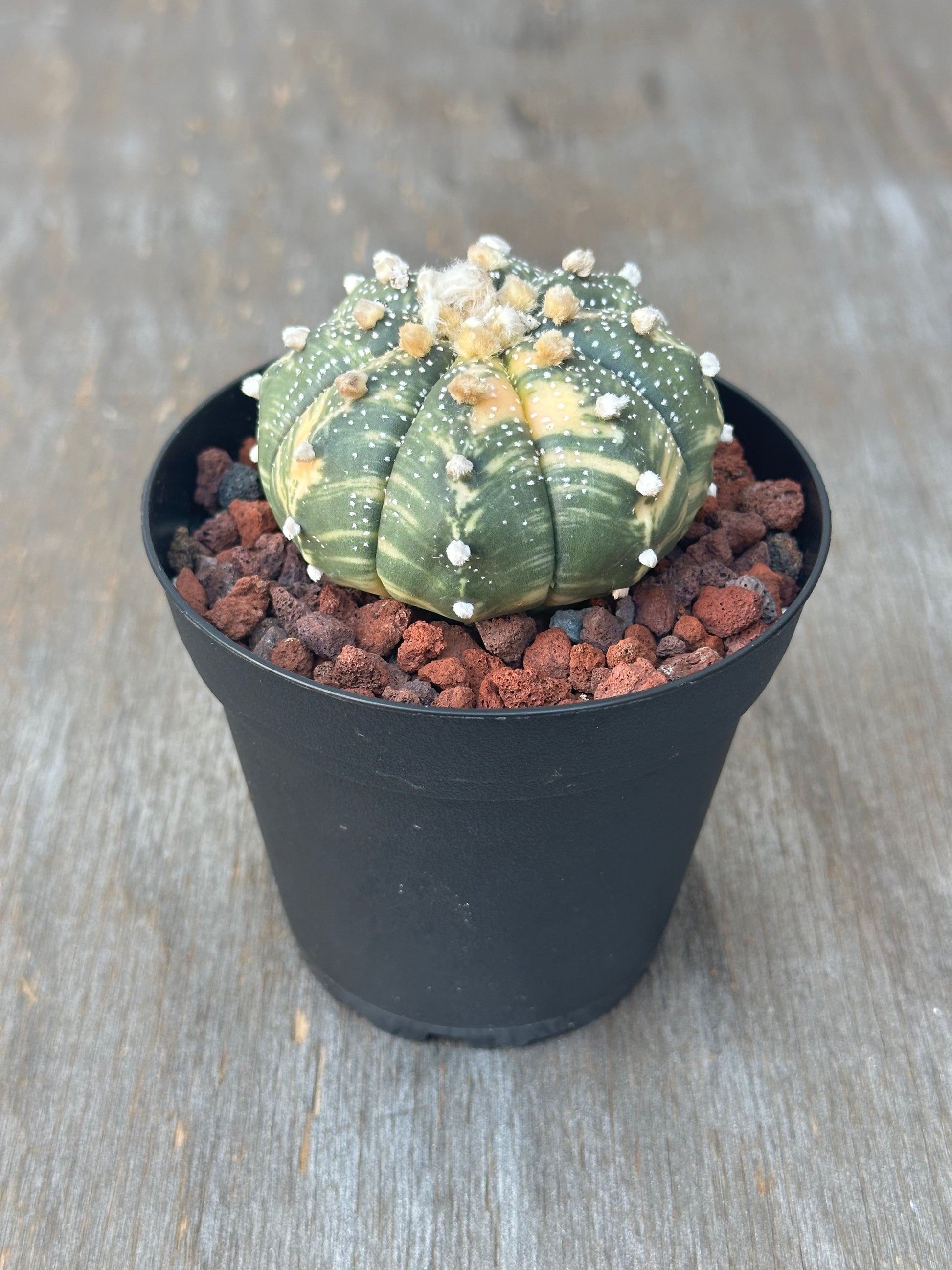 Small potted Astrophytum Asterias cv. 'Ooibo' with white spots, in a 4-inch pot, from Next World Exotics. Rare variegated cactus for houseplant enthusiasts.