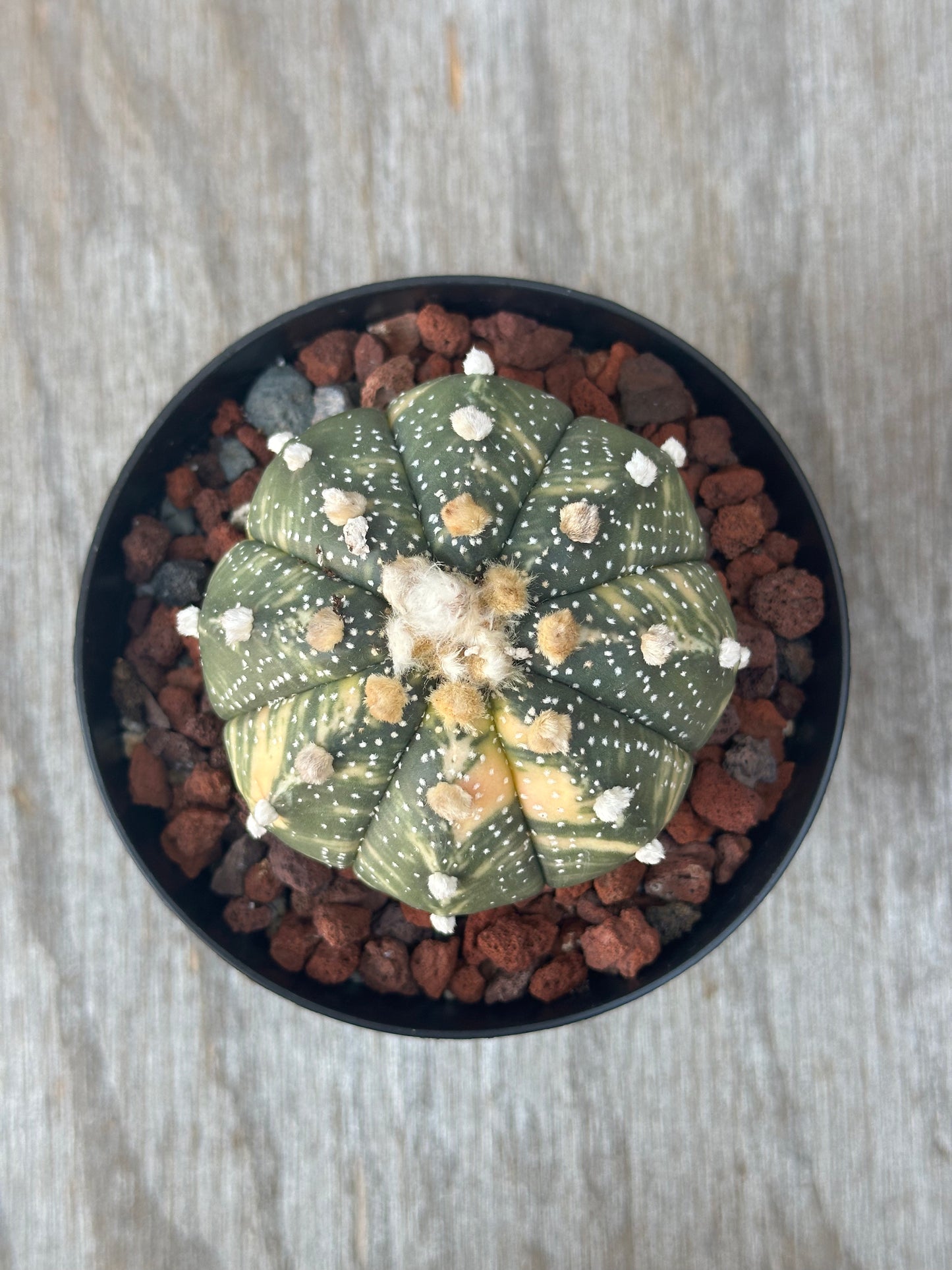 Astrophytum Asterias cv. 'Ooibo' Variegated cactus in a 4-inch pot, showcasing white spots on its surface, ideal for exotic houseplant collections.