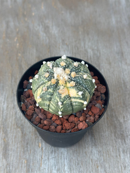 Astrophytum Asterias cv. 'Ooibo' variegated cactus in a 4-inch pot, available at Next World Exotics, specialized in rare and exotic houseplants.