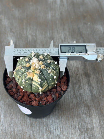 Astrophytum Asterias cv. 'Ooibo' Variegated in a 4-inch pot, accompanied by a digital measuring device.