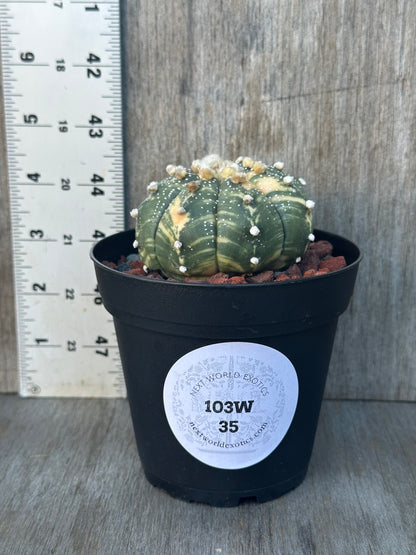 Astrophytum Asterias cv. 'Ooibo' Variegated cactus in a 4-inch pot, featuring distinctive patterns. Ideal for collectors of rare, exotic houseplants.