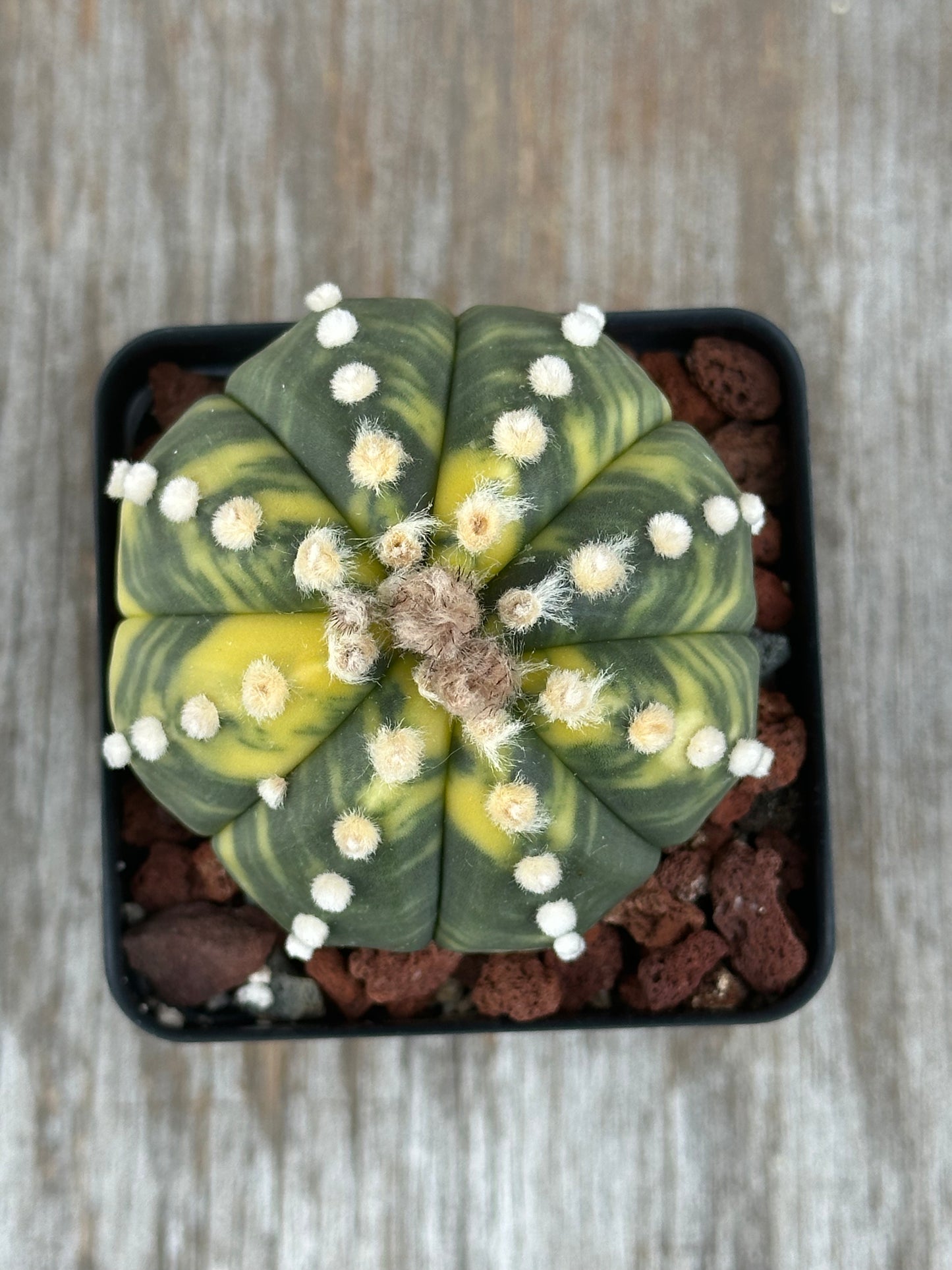 Astrophytum Asterias cv. 'Ooibo' variegated cactus in a 4-inch pot, showcasing its distinctive form, perfect for collectors of rare tropical houseplants.