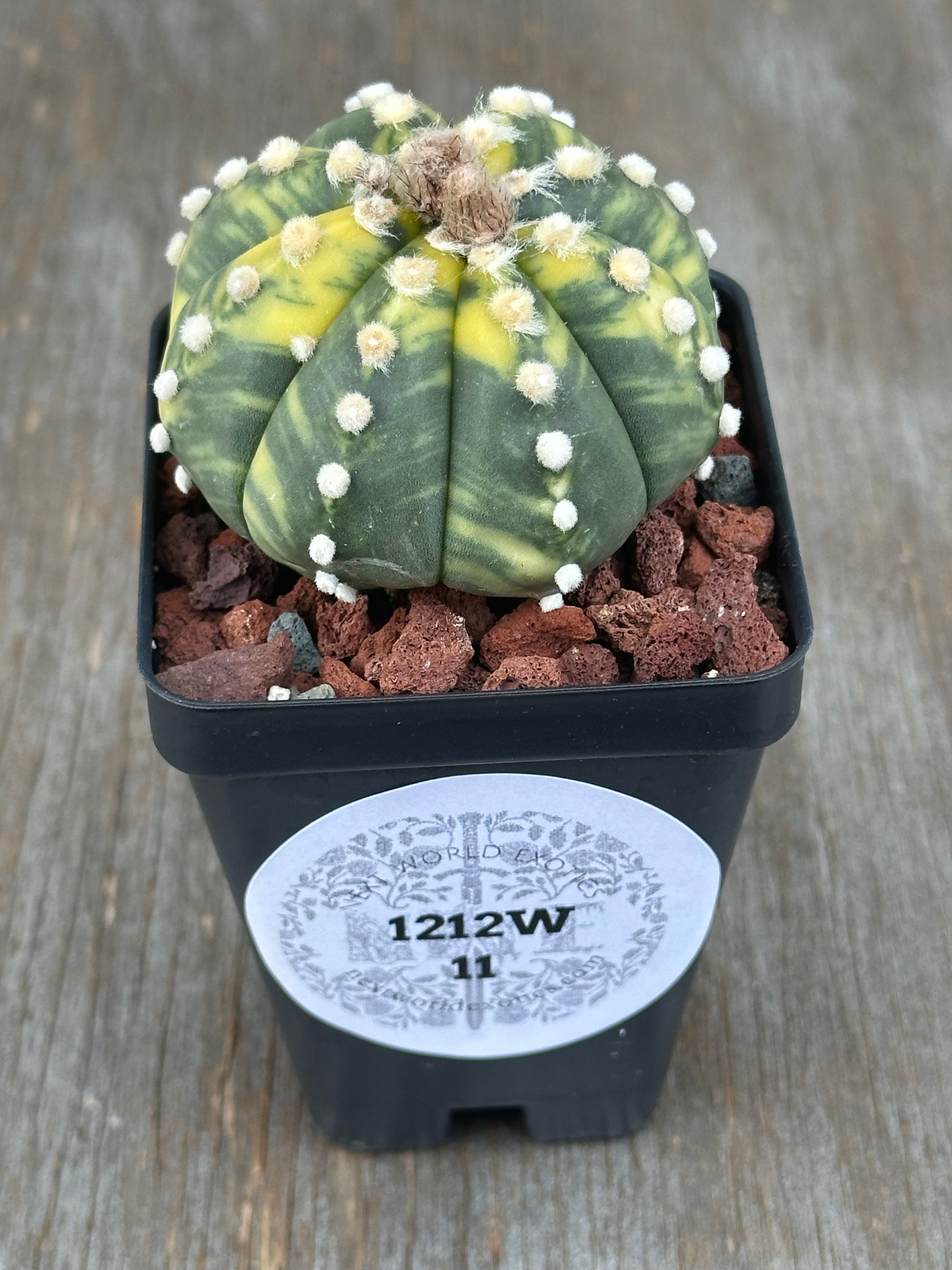 Astrophytum Asterias cv. 'Ooibo' Variegated in a 4-inch pot, showcasing its unique variegated pattern, perfect for collectors of rare and exotic houseplants.