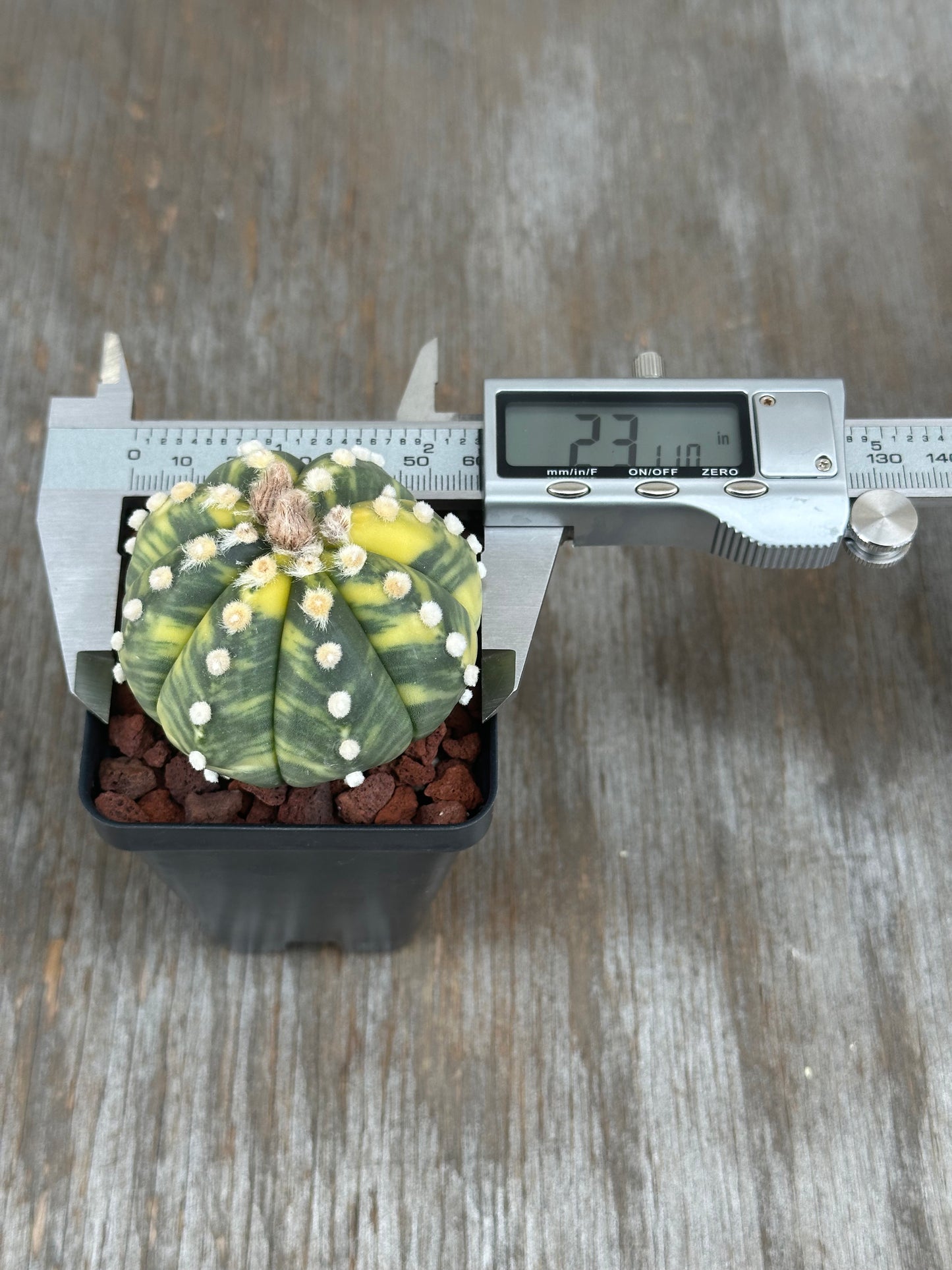 Astrophytum Asterias cv. 'Ooibo' variegated cactus in a 4-inch pot with a measuring device visible. Perfect for exotic plant enthusiasts.