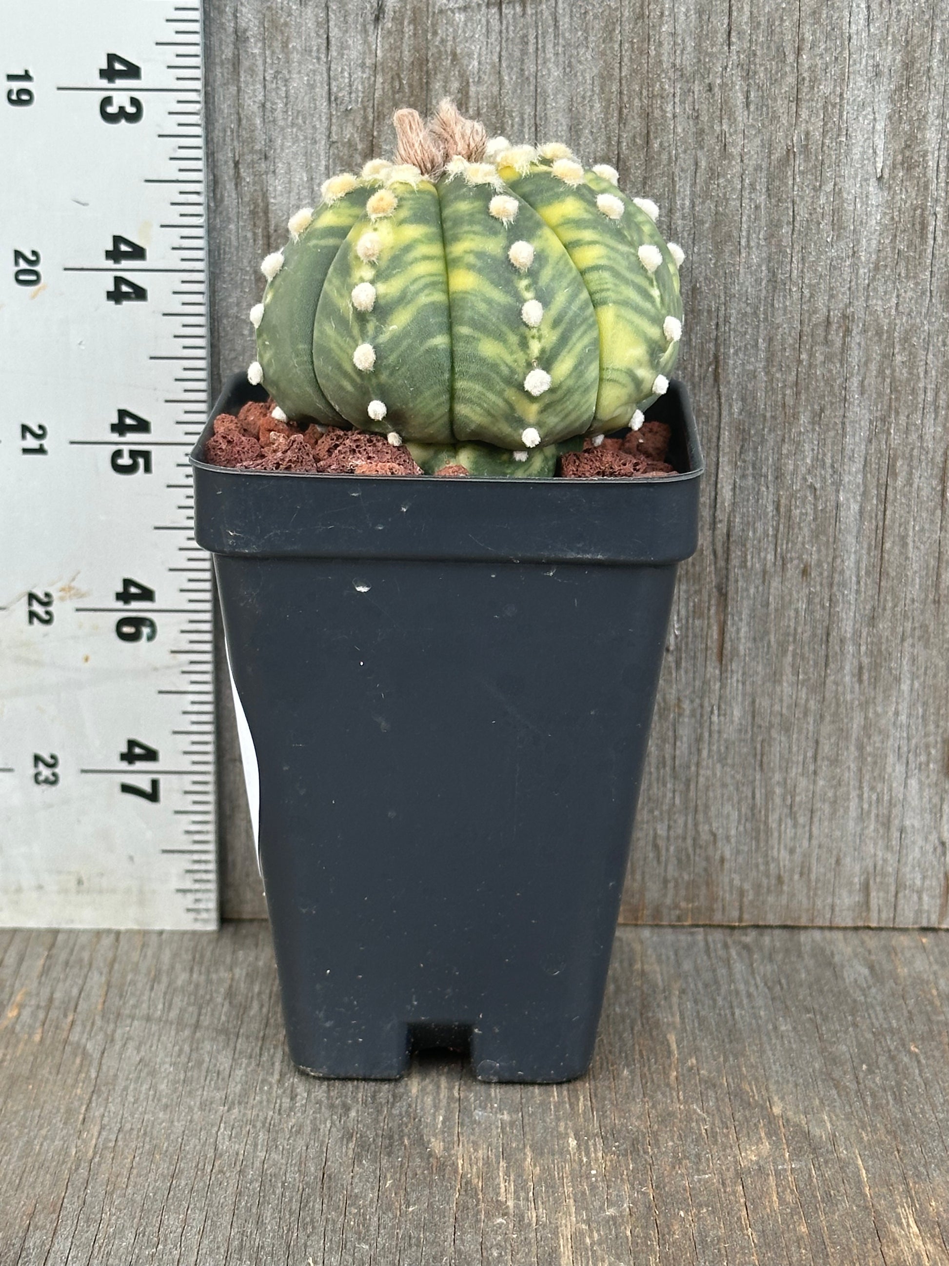 Astrophytum Asterias cv. 'Ooibo' Variegated cactus in a 4-inch pot, featuring distinctive white dots and a rare, exotic appearance.