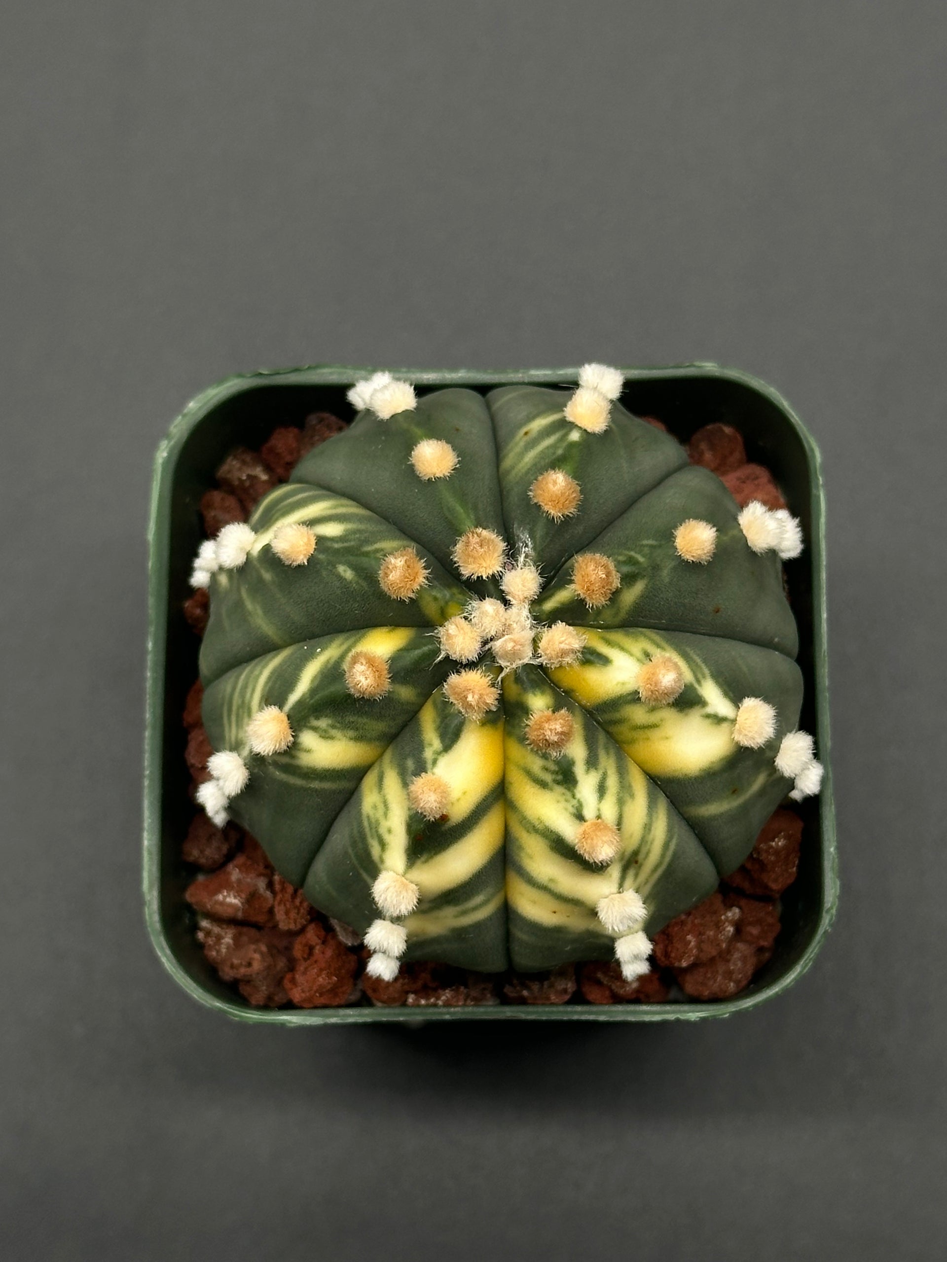 Astrophytum Asterias cv. 'Ooibo' Variegated (26W09) – Next World Exotics
